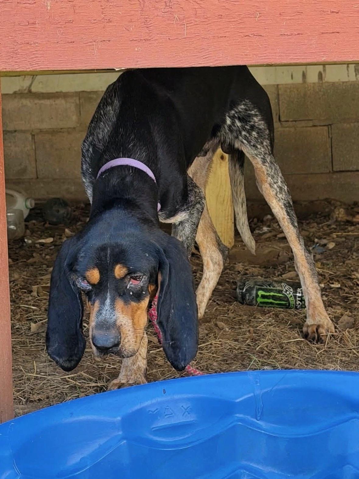 Enlarge Turbo, a Adoptable Bluetick Coonhound in TULSA, OK image 6/6