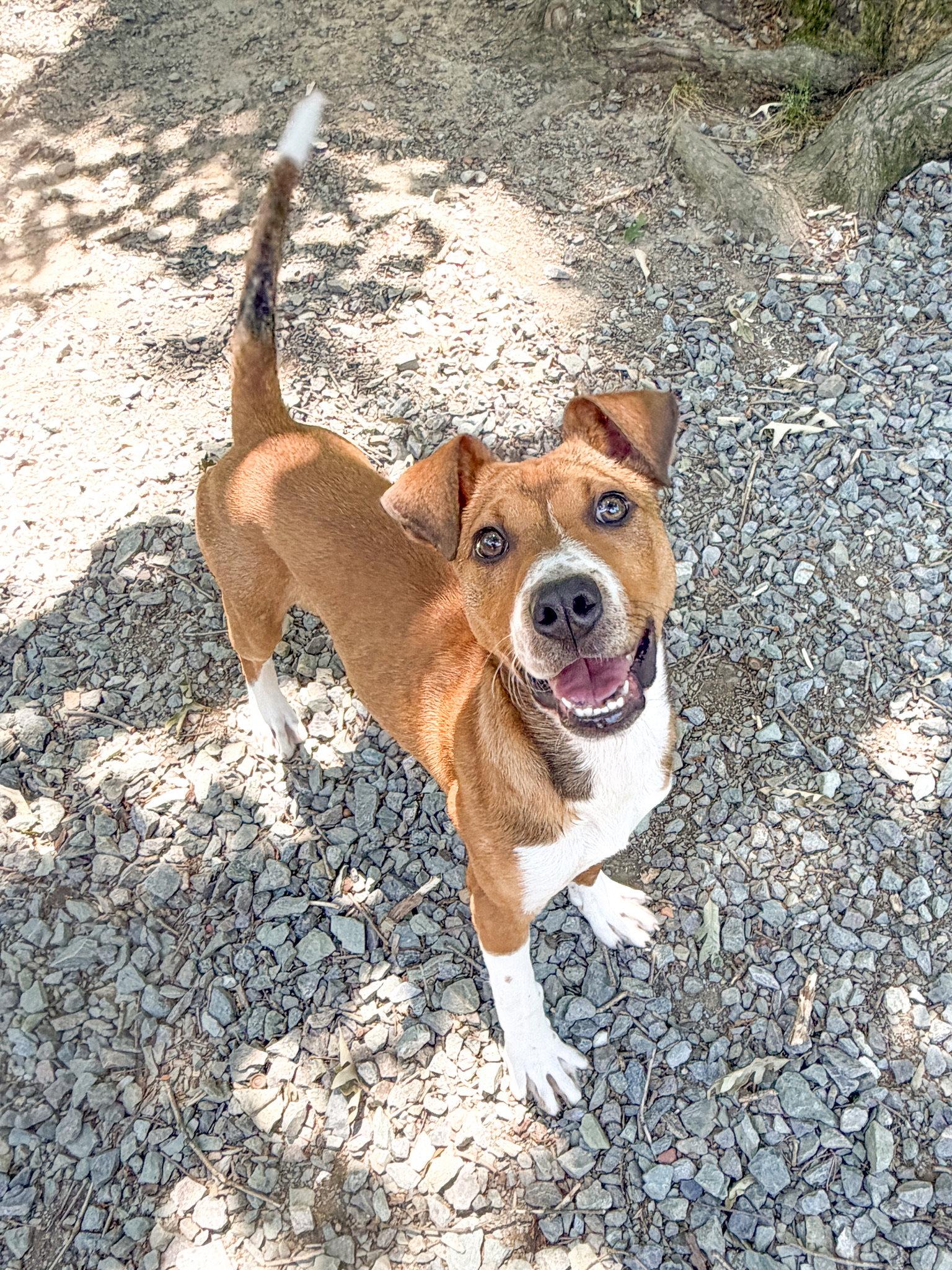 Cupid, Adoptable, Puppy Male Mixed Breed.