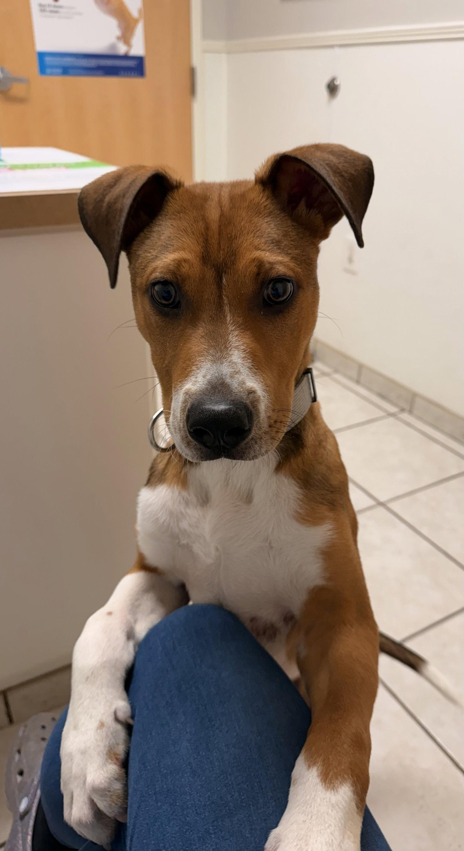 Cupid, a Adoptable Mixed Breed in Sanford, NC image 2/3