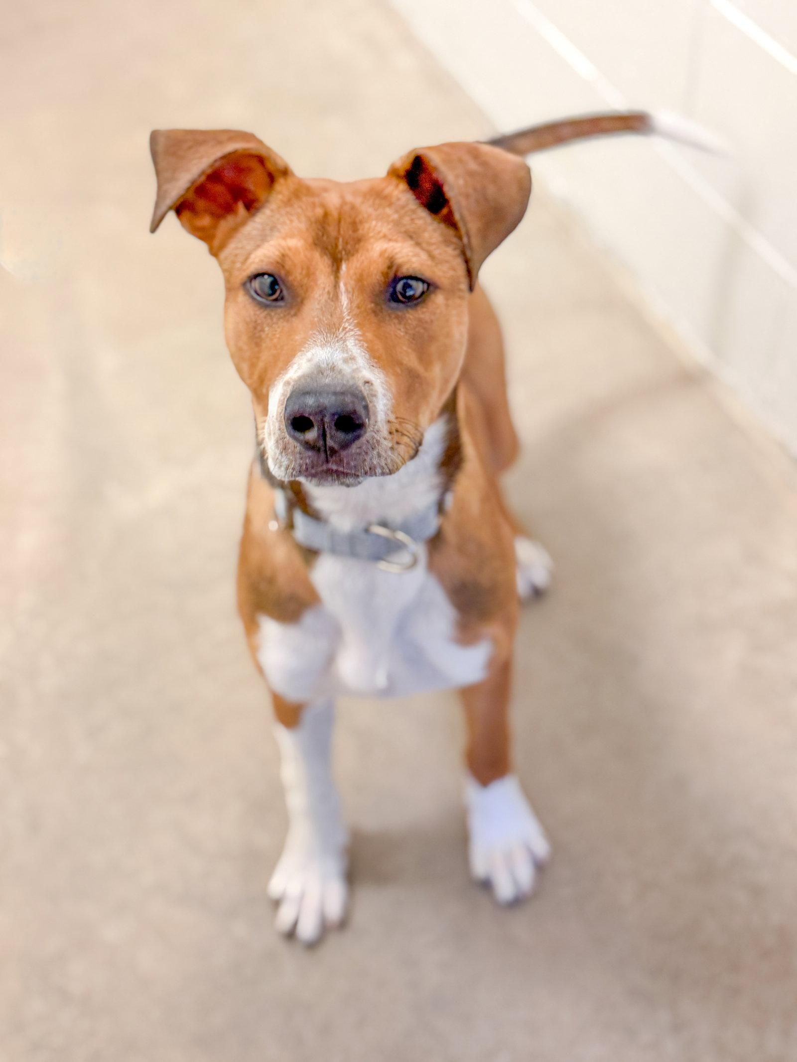 Cupid, Adoptable, Puppy Male Mixed Breed.