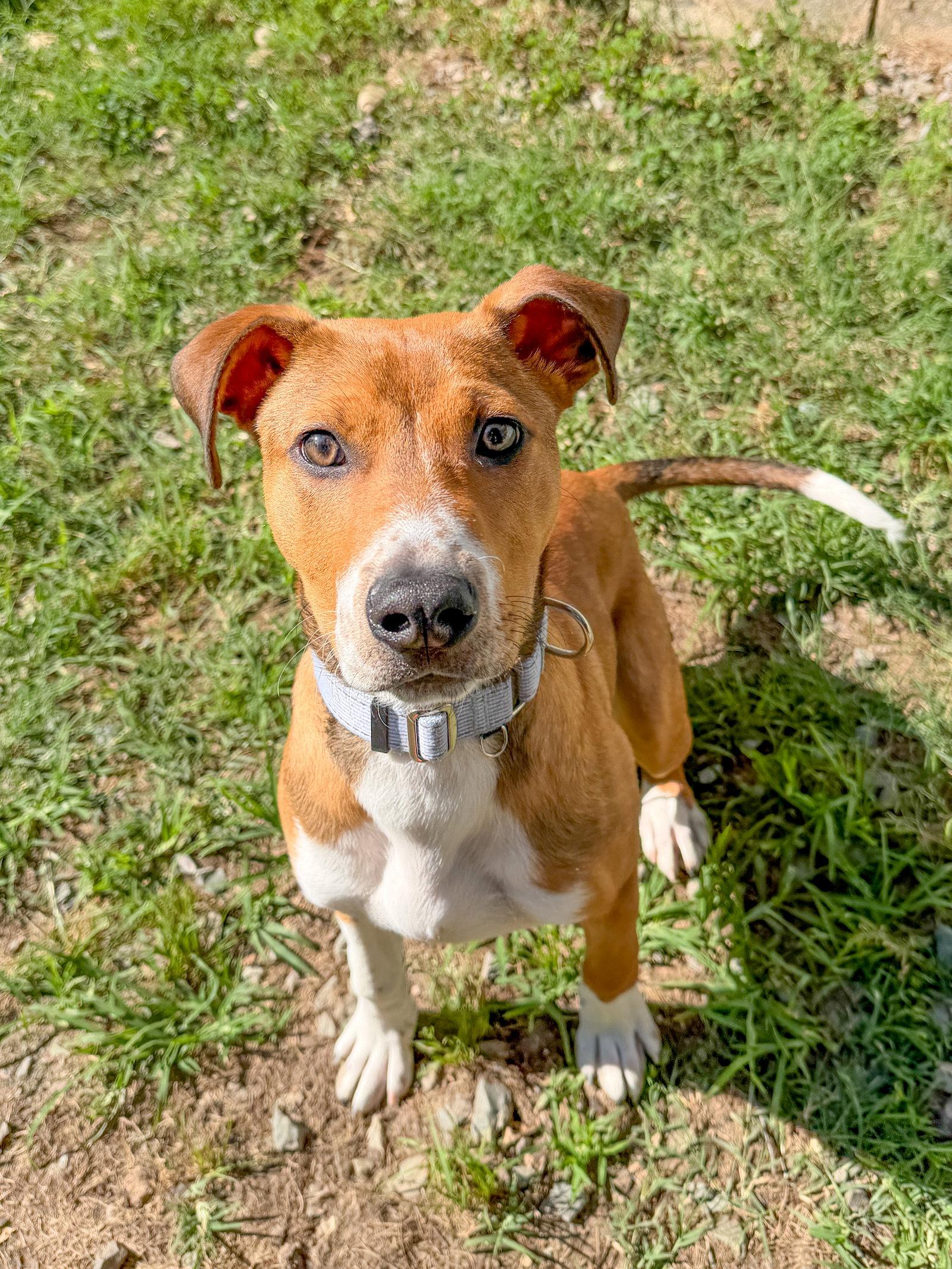 Cupid, a Adoptable Mixed Breed in Sanford, NC image 3/3