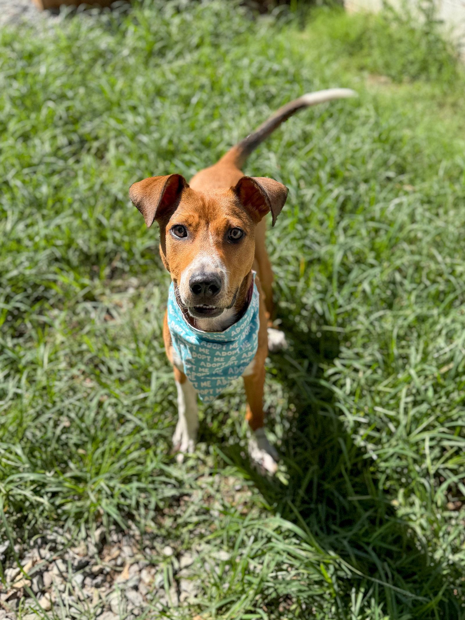 Enlarge Cupid, a Adoptable Mixed Breed in Sanford, NC image 3/3