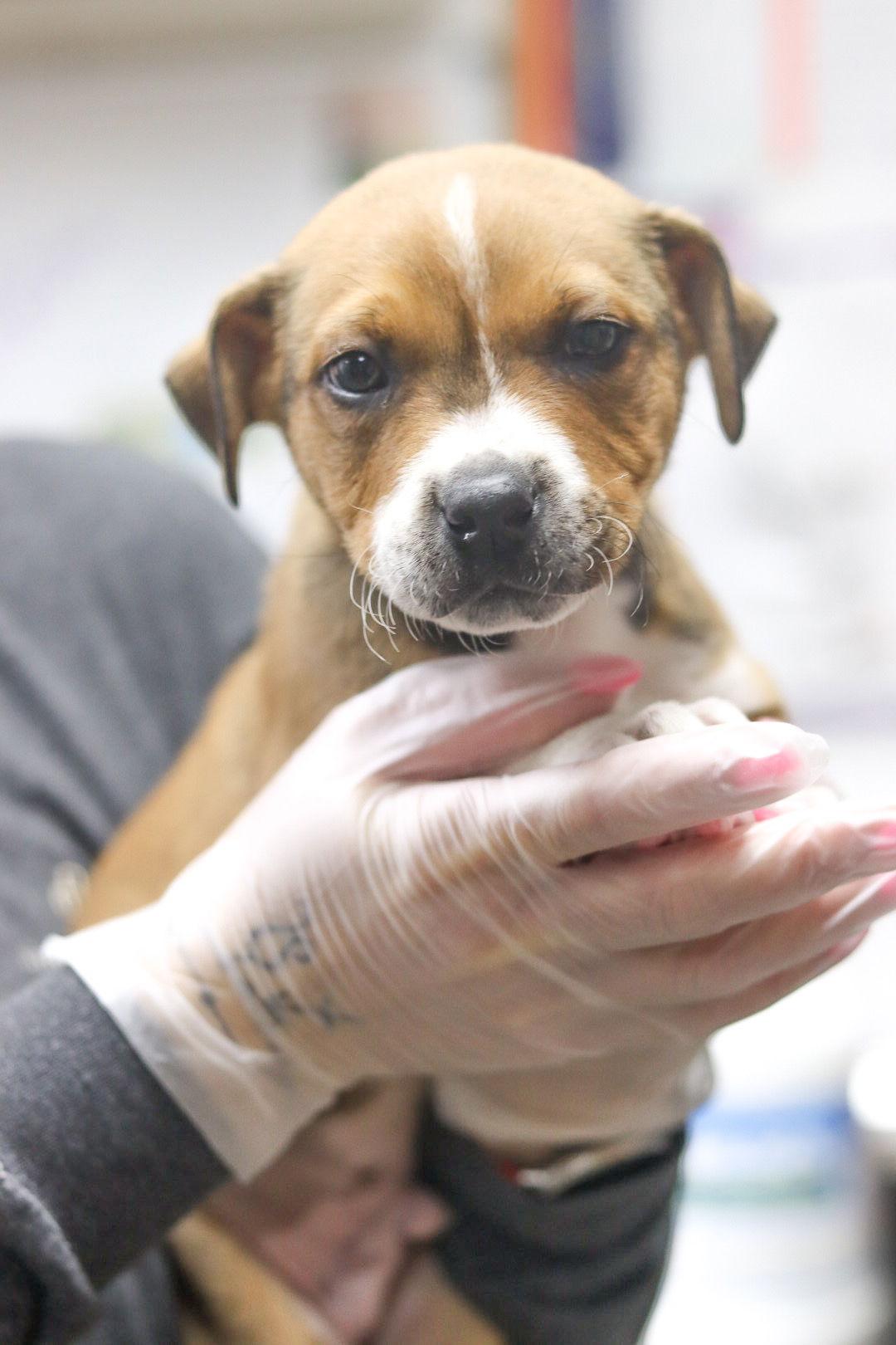 Enlarge Cupid, a Adoptable Mixed Breed in Sanford, NC image 1/1