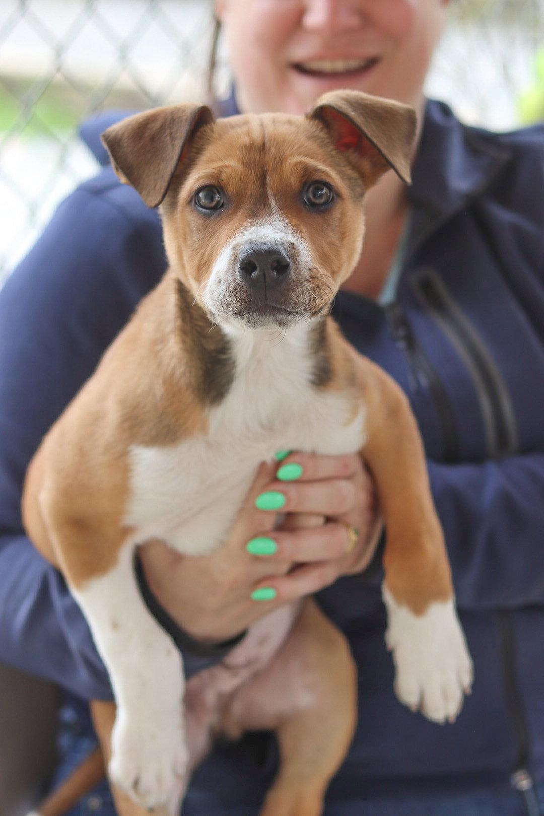 Enlarge Cupid, a Adoptable Mixed Breed in Sanford, NC image 2/2