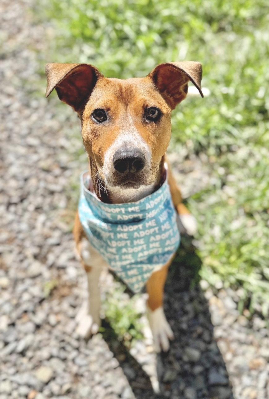 Enlarge Cupid, a Adoptable Mixed Breed in Sanford, NC image 3/3