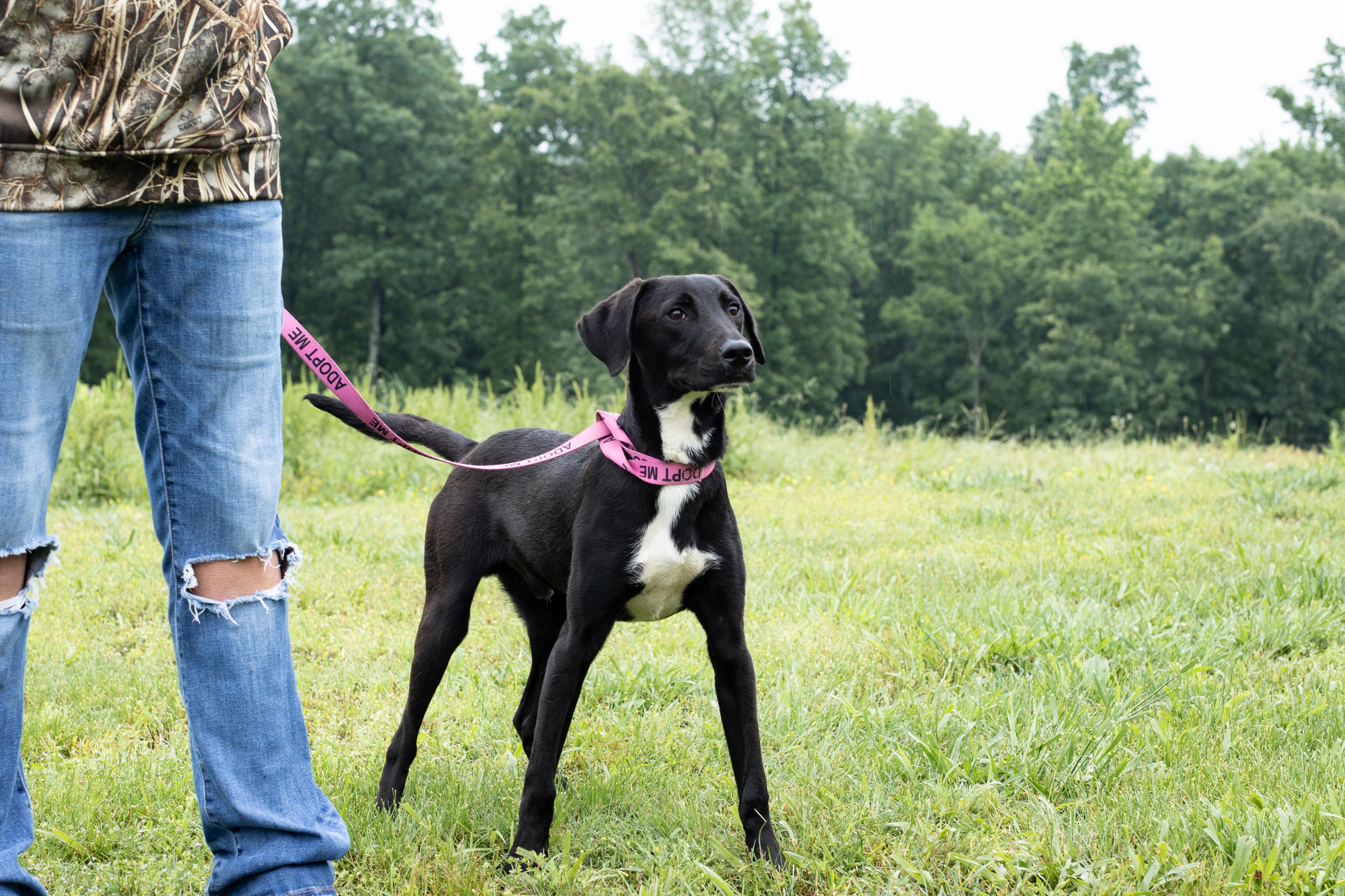 Max, ADOPTABLE, Young Male Black Labrador Retriever.