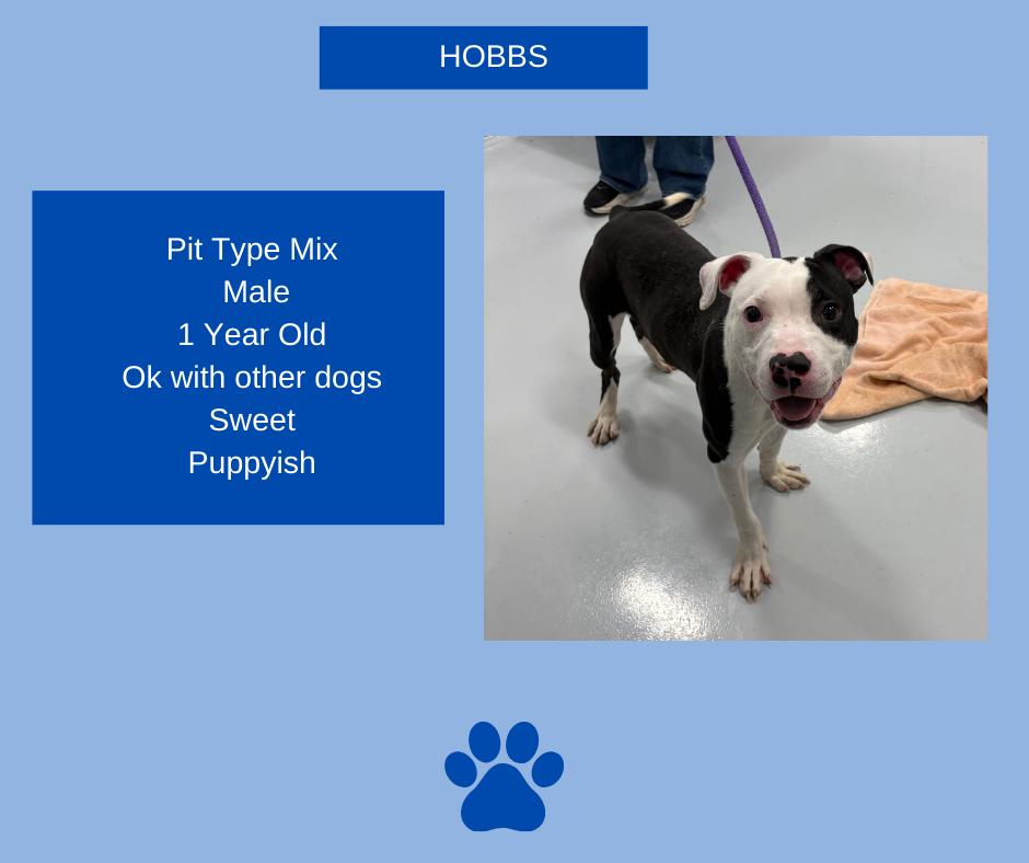 Hobbs, ADOPTABLE, Young Male Pit Bull Terrier.