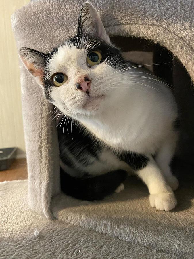 Patticat, Adoptable, Adult Female Domestic Short Hair.