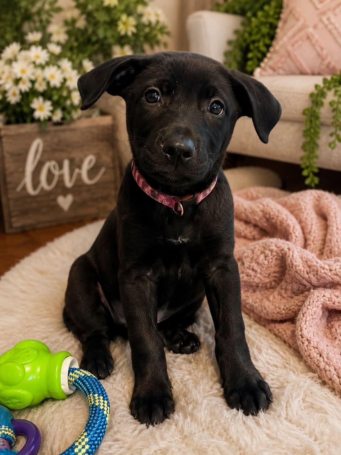 Enlarge Daisy, an adopted mixed breed in Oklahoma City, OK image 1/1