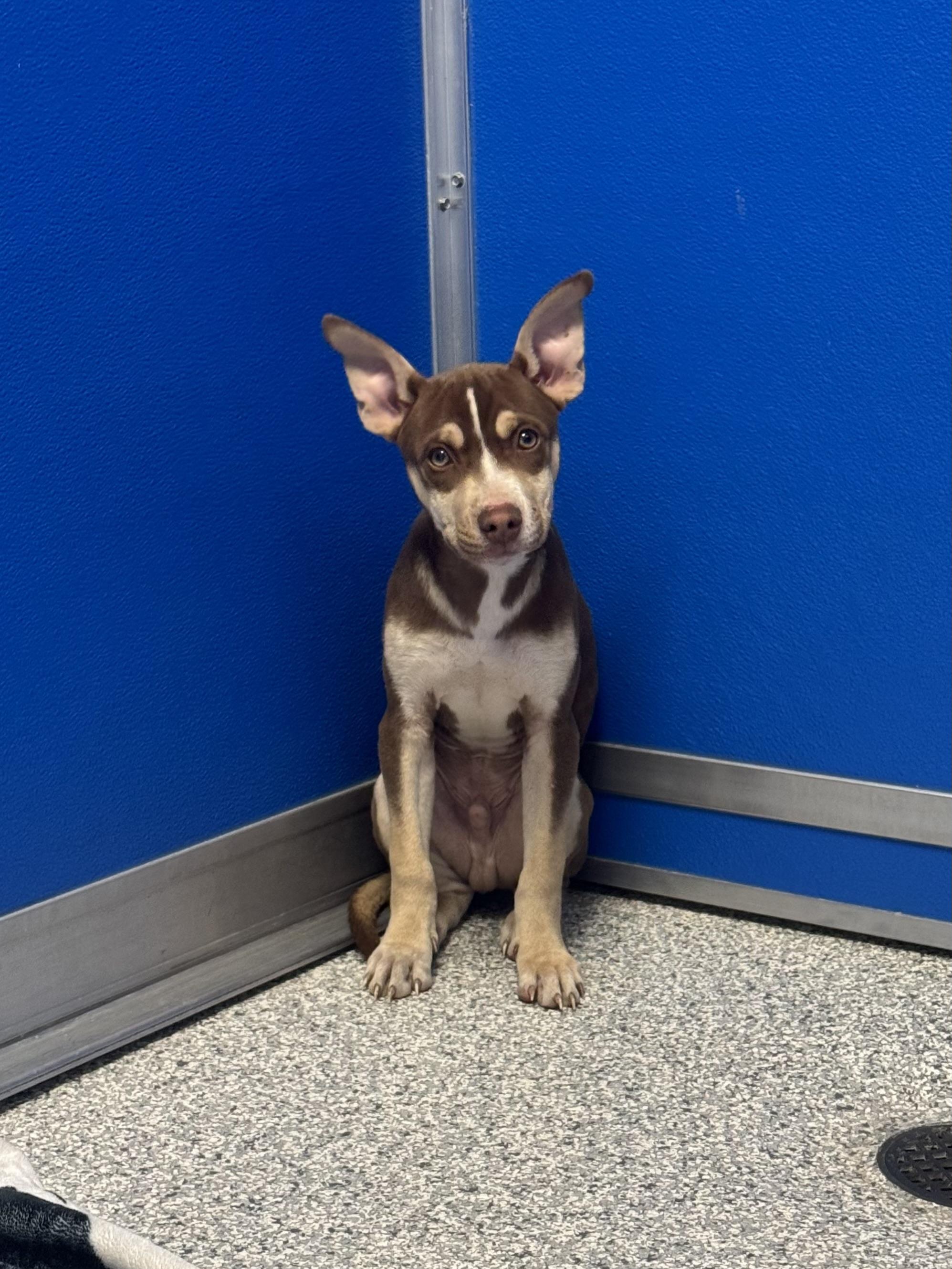 Enlarge Tito (please read description before applying), a ADOPTABLE mixed breed in Hood River, OR image 1/1