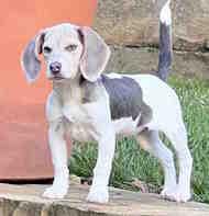 Birdie, adopted, Puppy Female Beagle.