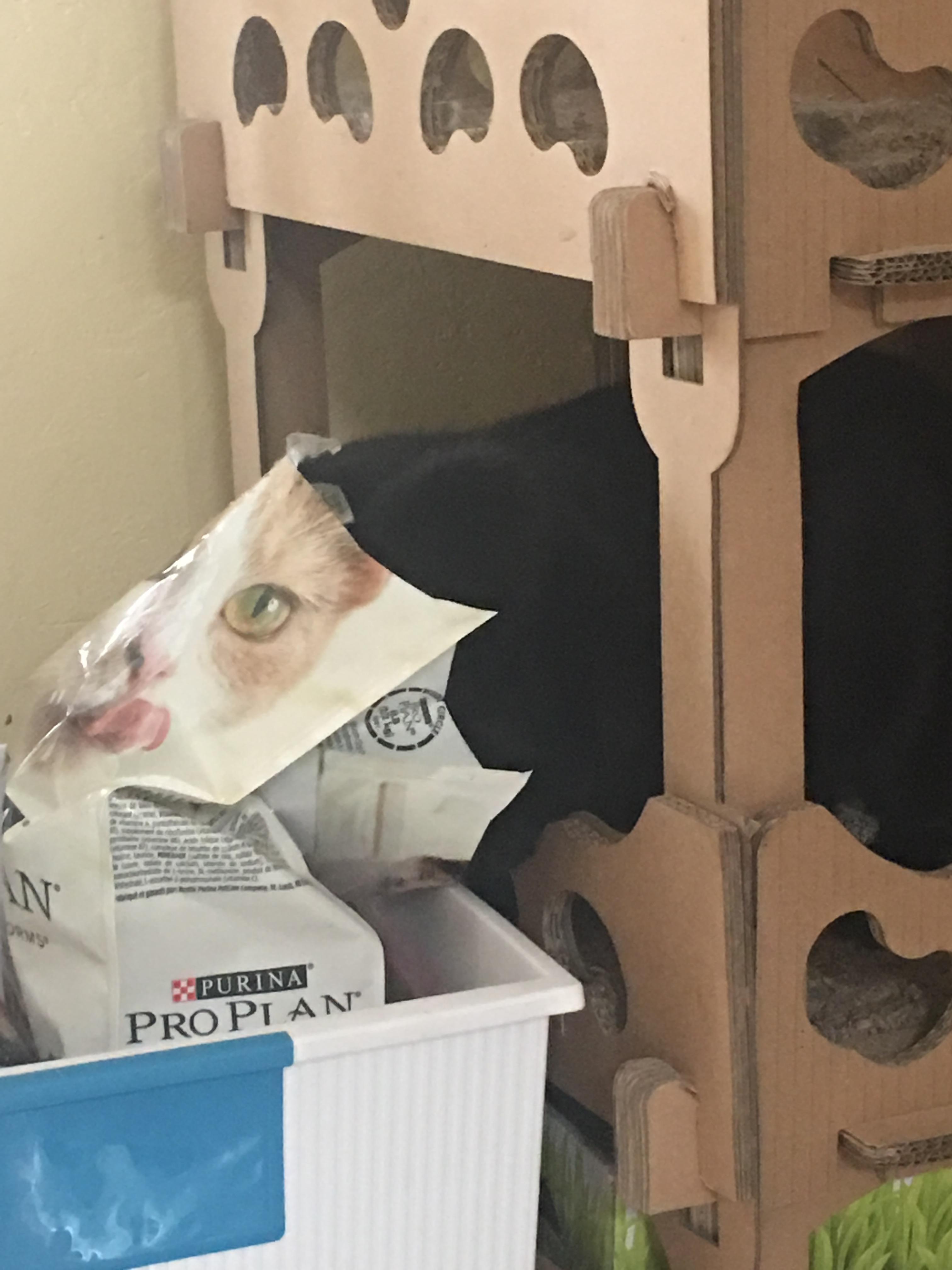 Enlarge Troy, a Adopted Domestic Short Hair in Tucson, AZ image 1/6