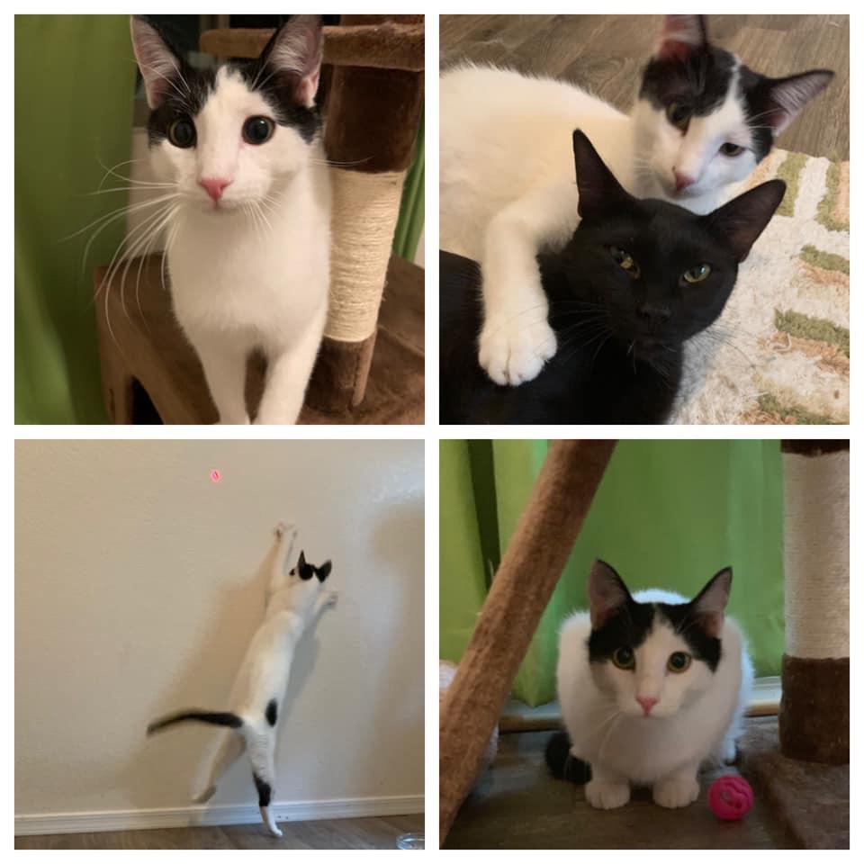 Enlarge Troy, a Adopted Domestic Short Hair in Tucson, AZ image 3/6