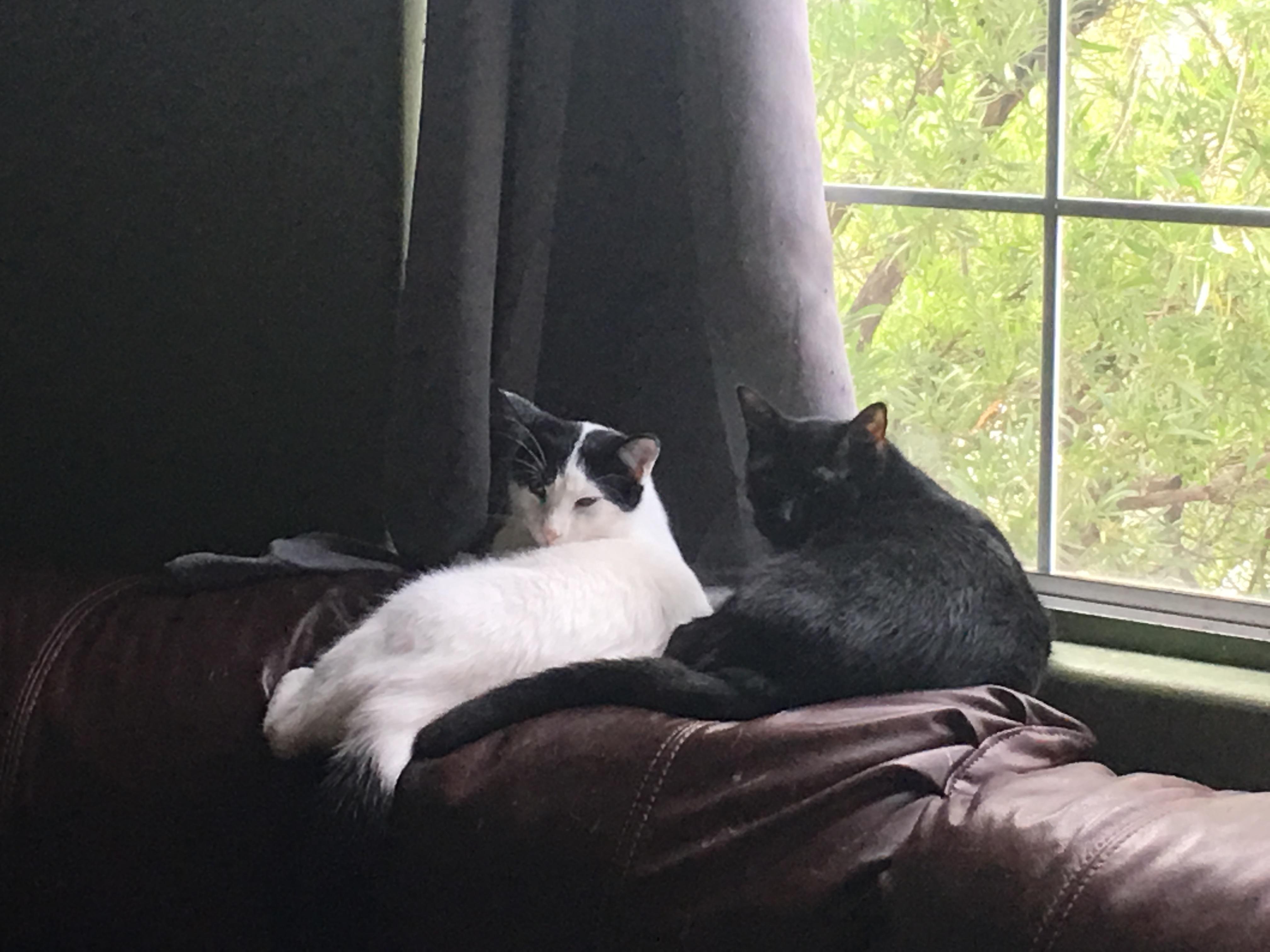 Enlarge Troy, a Adopted Domestic Short Hair in Tucson, AZ image 4/6