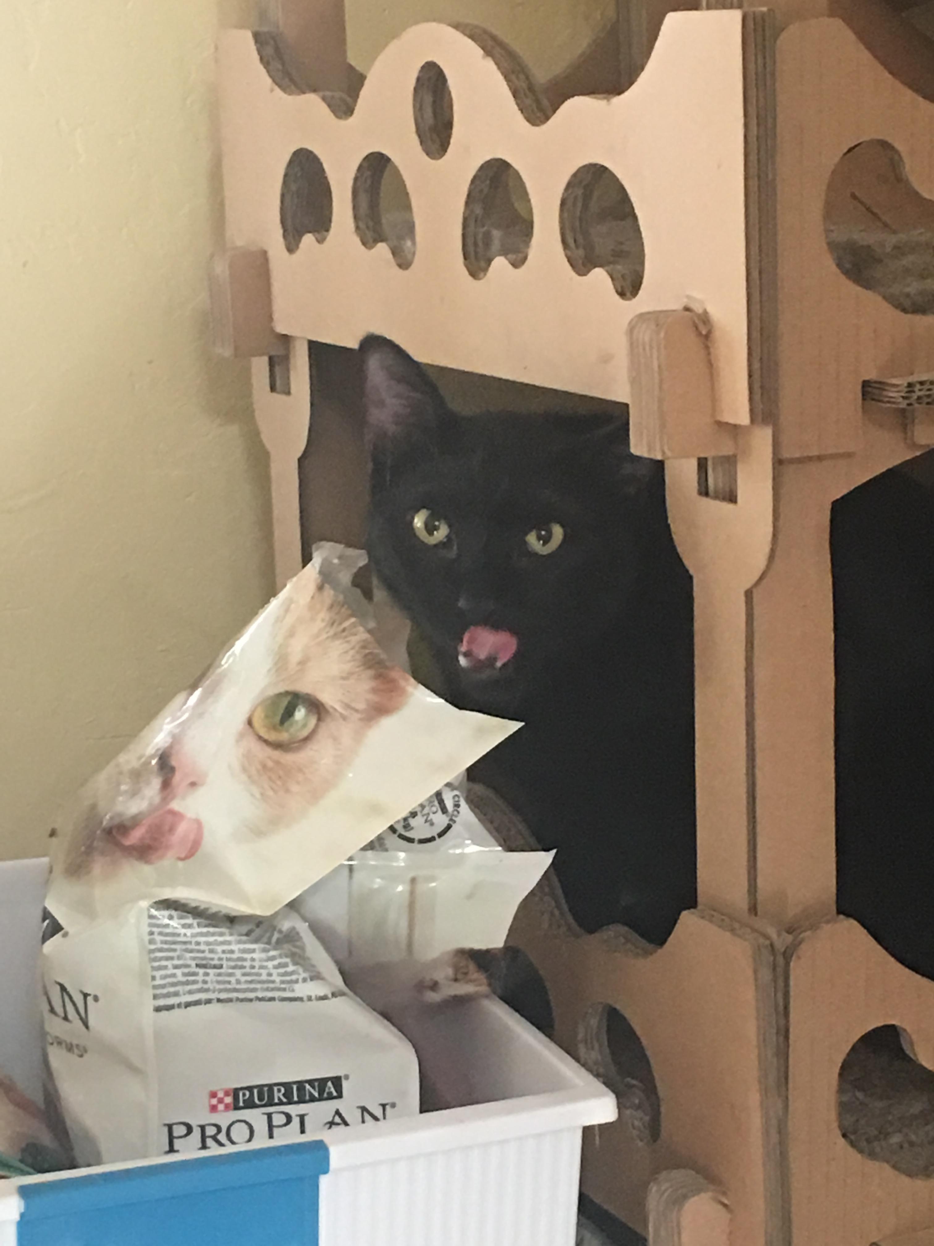 Enlarge Troy, a Adopted Domestic Short Hair in Tucson, AZ image 5/6