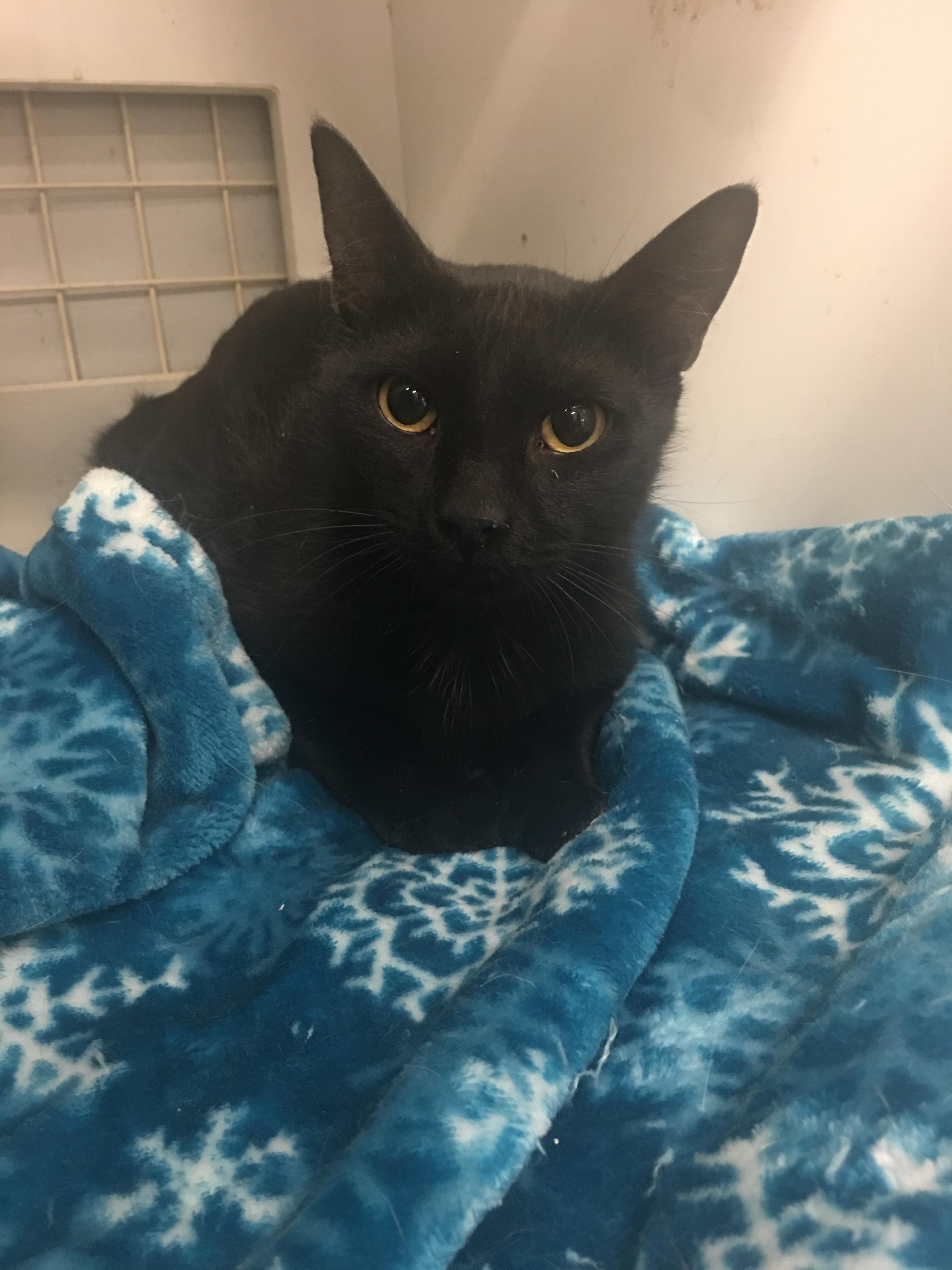 Enlarge Troy, a Adopted Domestic Short Hair in Tucson, AZ image 6/6