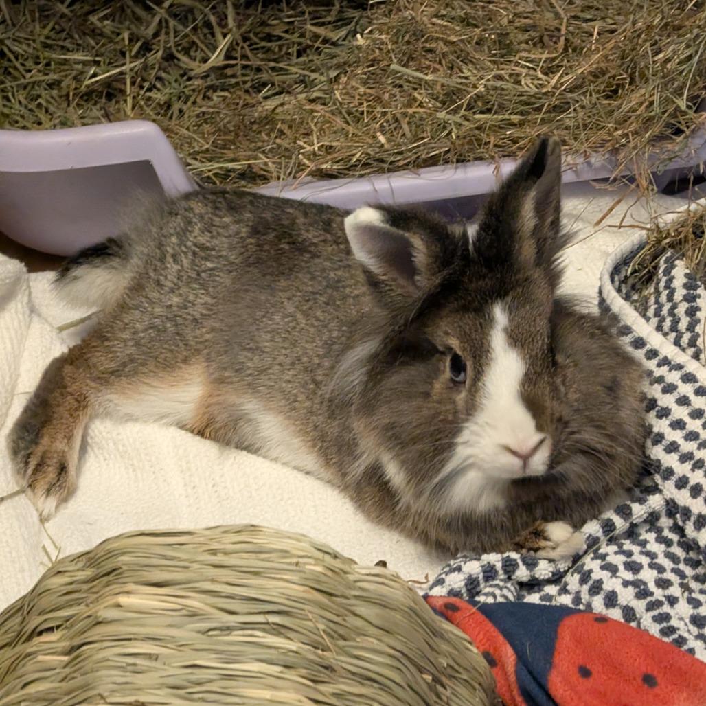 Sweet Pea *Bonded w/ Buster*, Adoptable, Adult Female Lionhead.