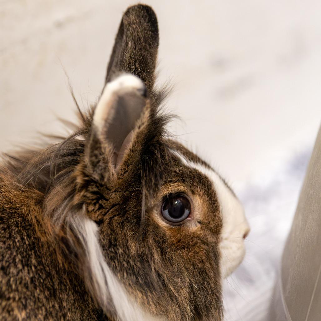 Enlarge Sweet Pea *Bonded w/ Buster*, a Adoptable Lionhead in Kennebunk, ME image 3/6