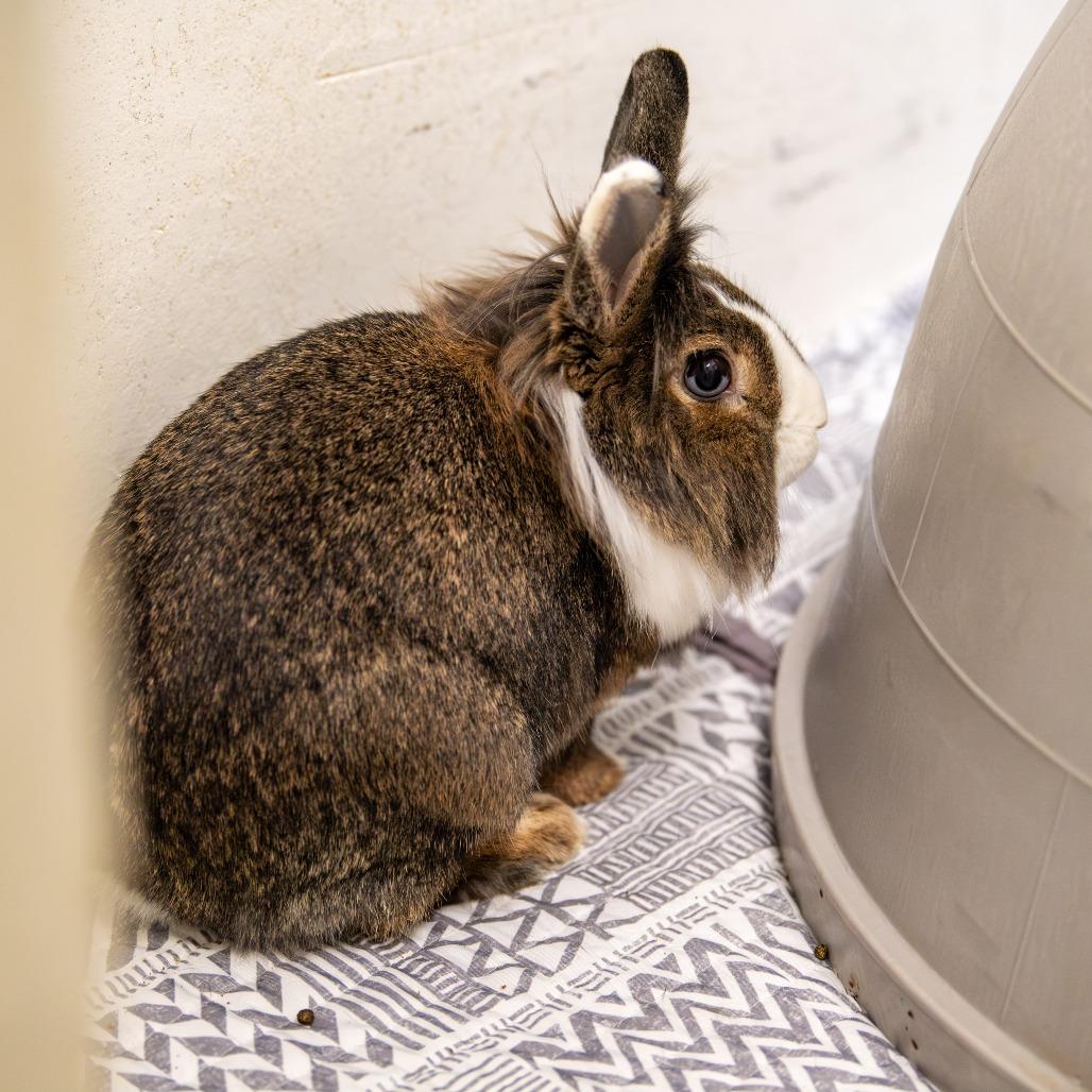 Enlarge Sweet Pea *Bonded w/ Buster*, a Adoptable Lionhead in Kennebunk, ME image 5/6
