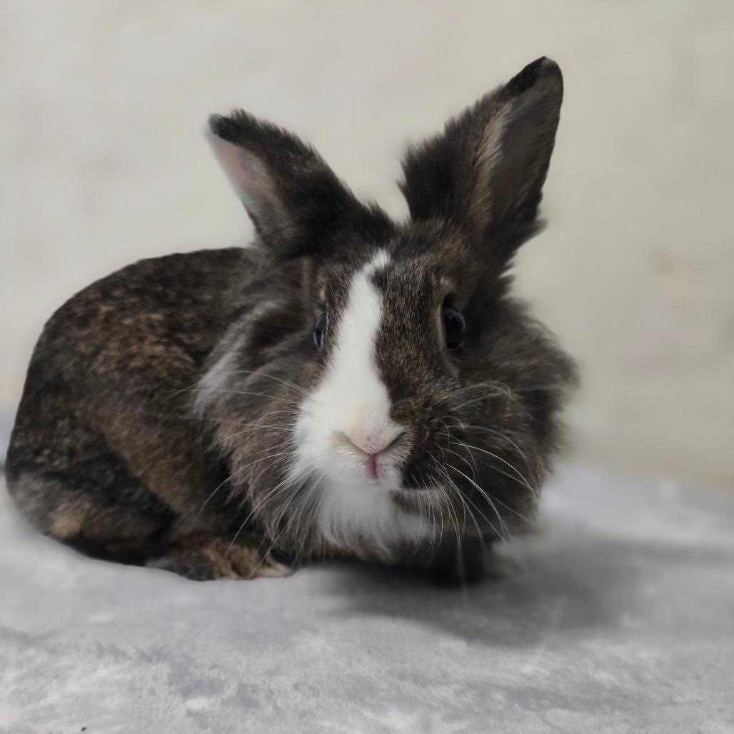 Enlarge Sweet Pea *Bonded w/ Buster*, a Adoptable Lionhead in Kennebunk, ME image 6/6