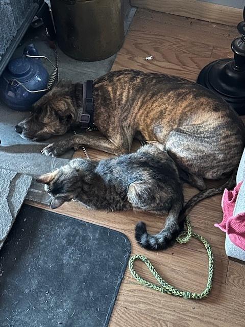 Enlarge COURTESY POST - Eartha, a Adoptable mixed breed in Waterbury, CT image 1/5