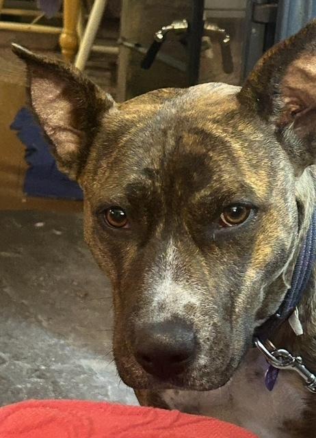 Enlarge COURTESY POST - Eartha, a Adoptable mixed breed in Waterbury, CT image 2/5