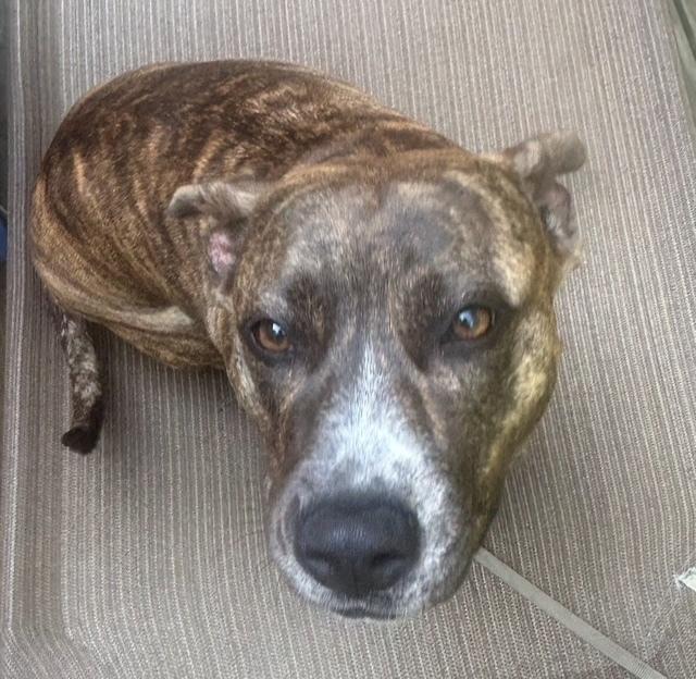 Enlarge COURTESY POST - Eartha, a Adoptable mixed breed in Waterbury, CT image 3/5