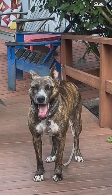 Enlarge COURTESY POST - Eartha, a Adoptable mixed breed in Waterbury, CT image 4/5