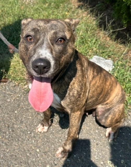 Enlarge COURTESY POST - Eartha, a Adoptable mixed breed in Waterbury, CT image 5/5