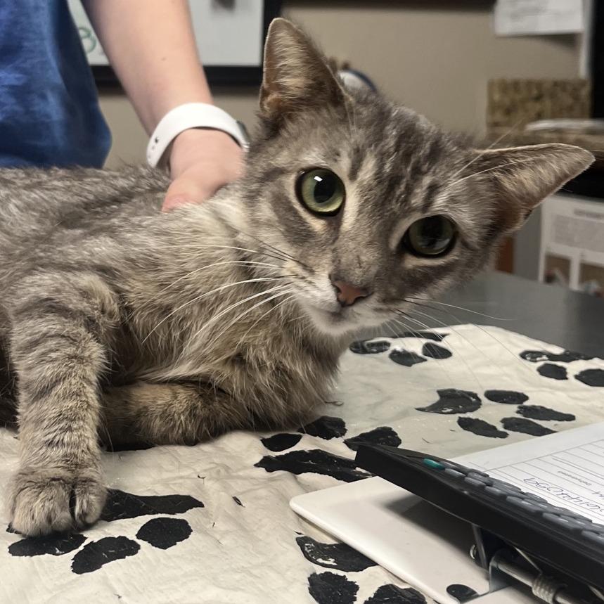 Midge, Adoptable, Adult Female Domestic Short Hair.