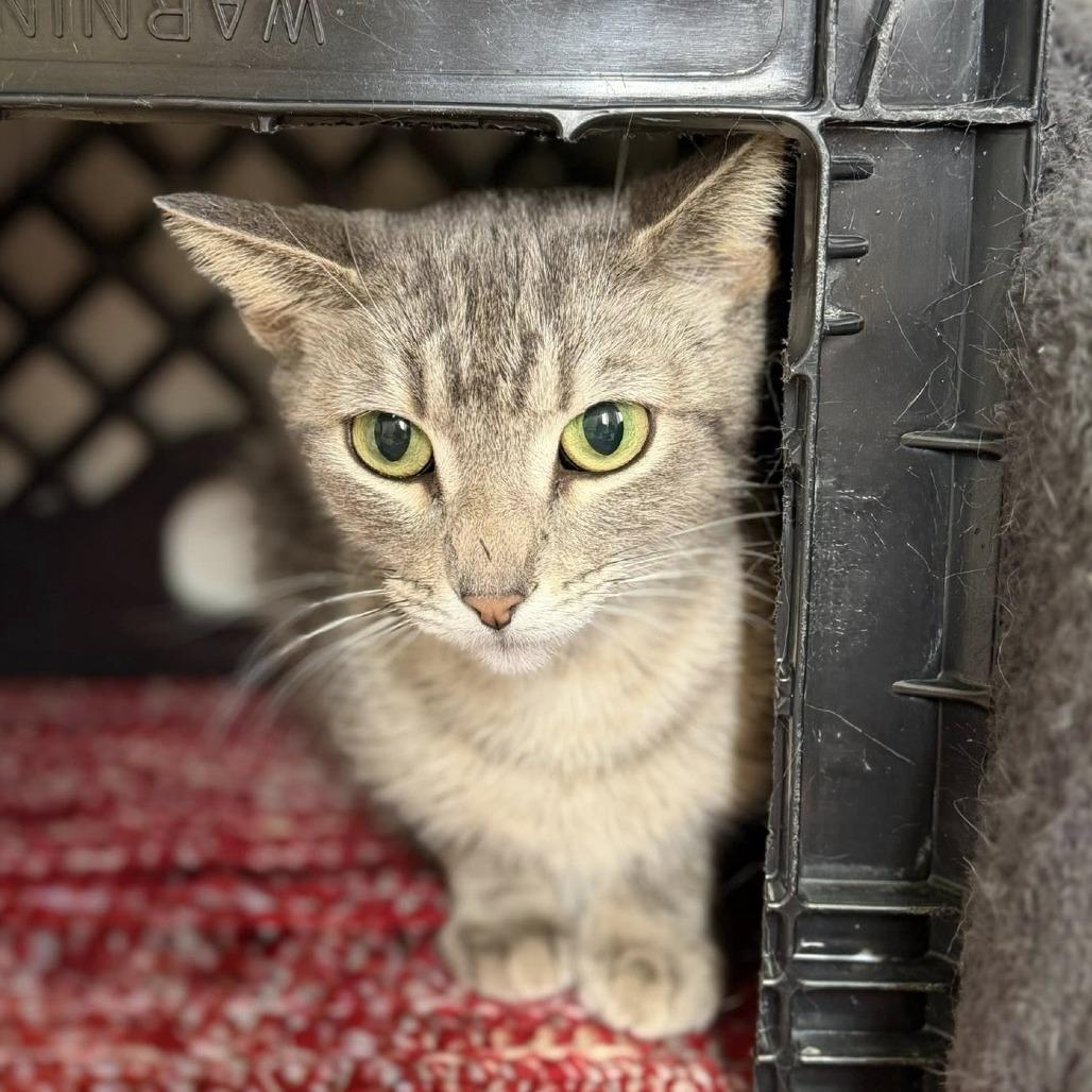 Enlarge Midge, a Adoptable Domestic Short Hair in Norfolk, NE image 2/2