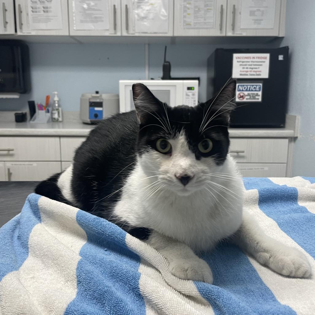 Milo, Adoptable, Adult Male Domestic Short Hair.