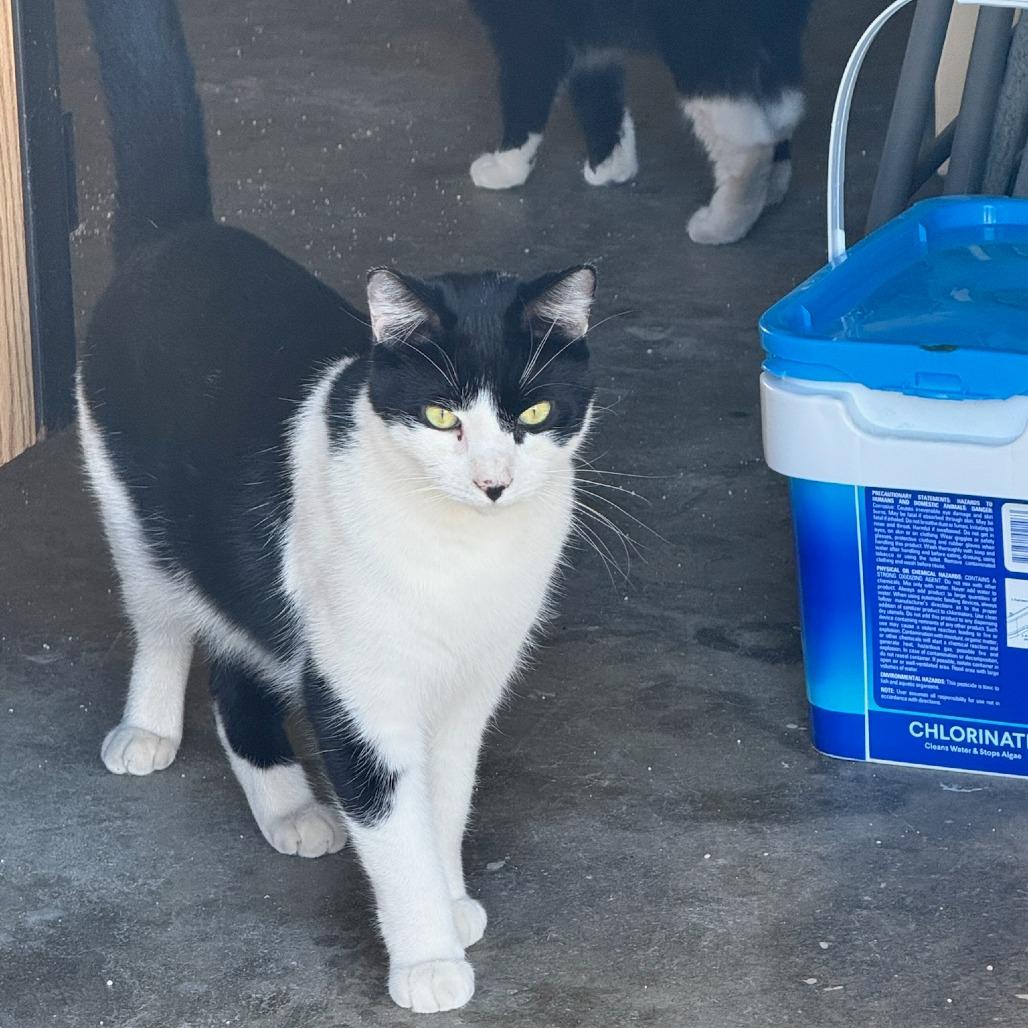 Enlarge Milo, a Adoptable Domestic Short Hair in Riverside, CA image 2/5