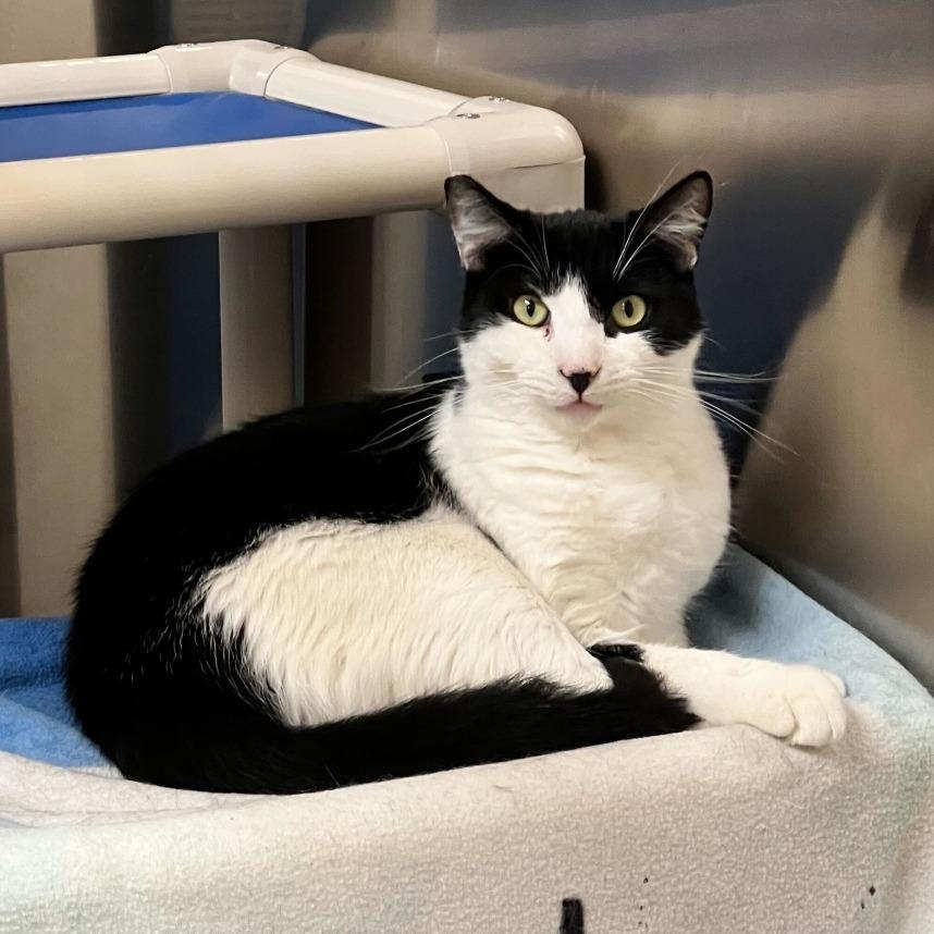 Milo, Adoptable, Adult Male Domestic Short Hair.