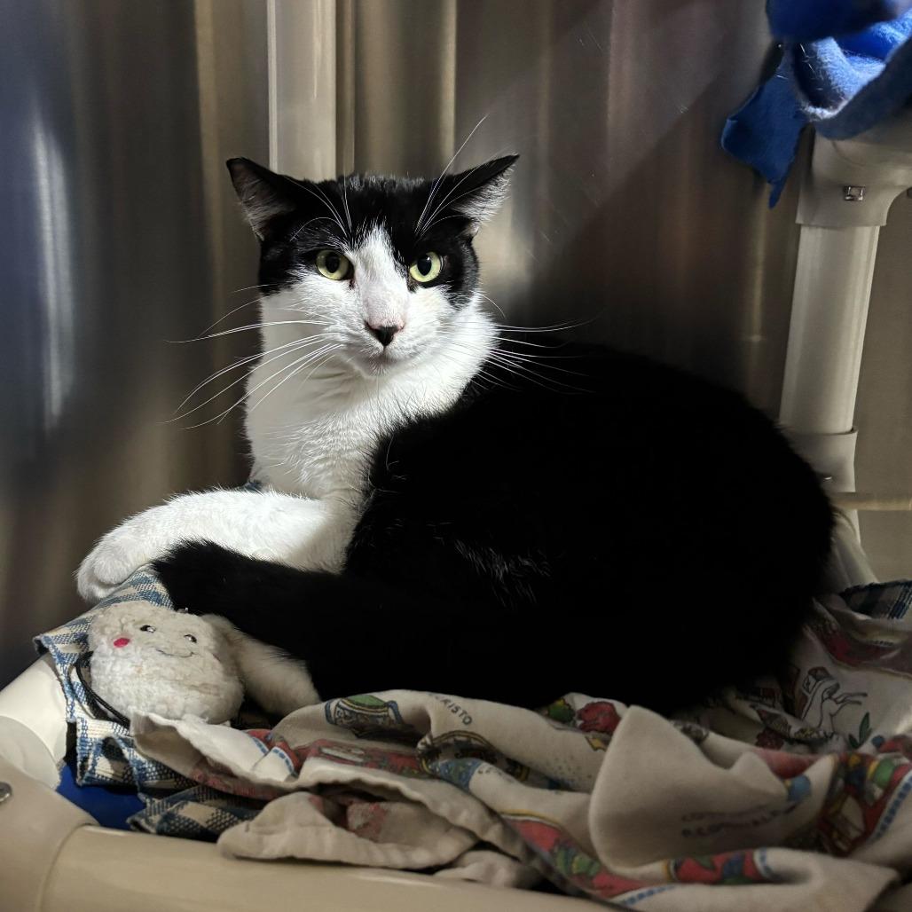 Enlarge Milo, a Adoptable Domestic Short Hair in Riverside, CA image 4/5