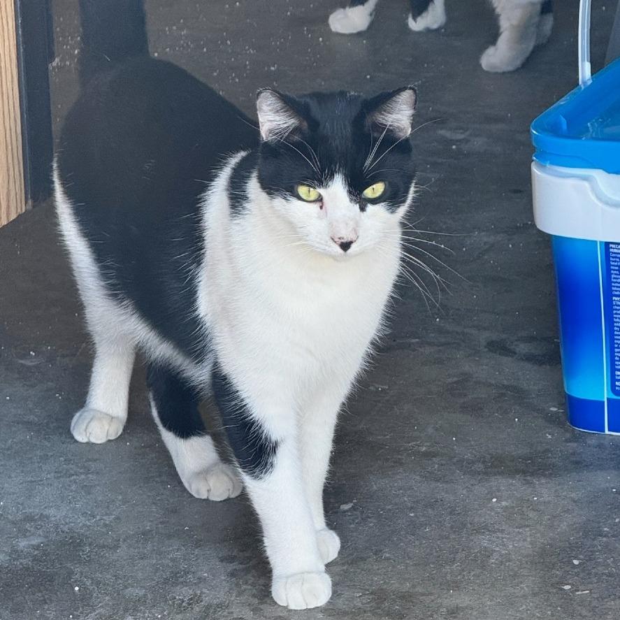 Enlarge Milo, a Adoptable Domestic Short Hair in Riverside, CA image 3/4