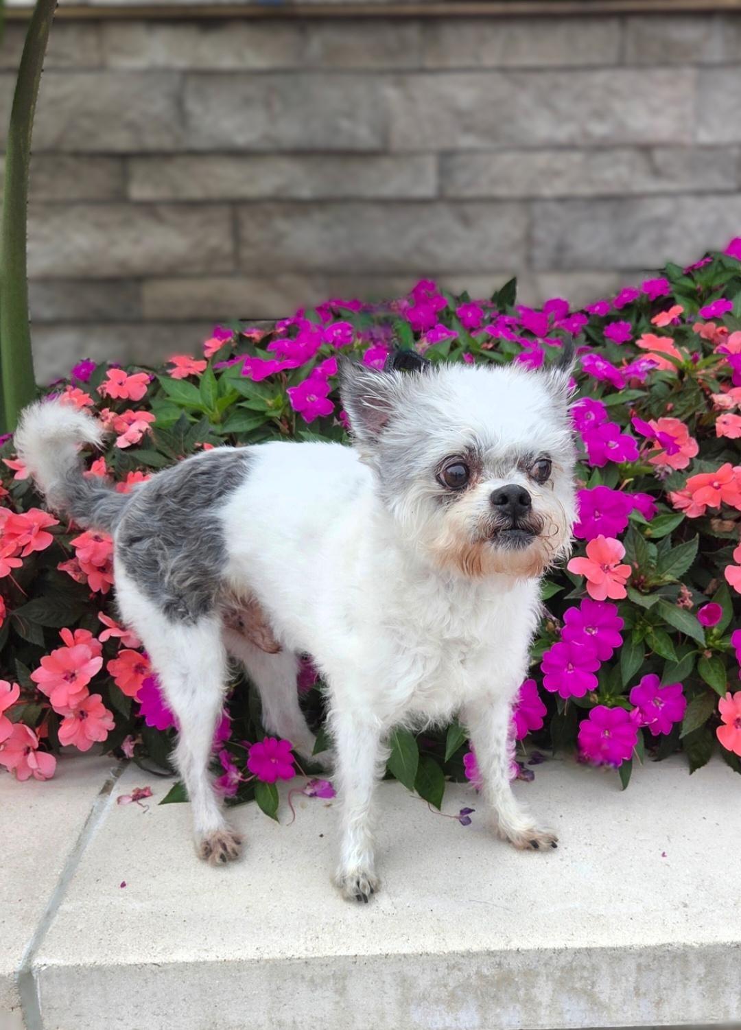 Tango, a Adoptable mixed breed in Bridgeton, MO image 5/5