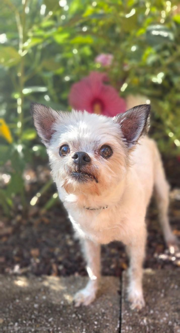 Enlarge Tango, a Adoptable mixed breed in Bridgeton, MO image 2/3