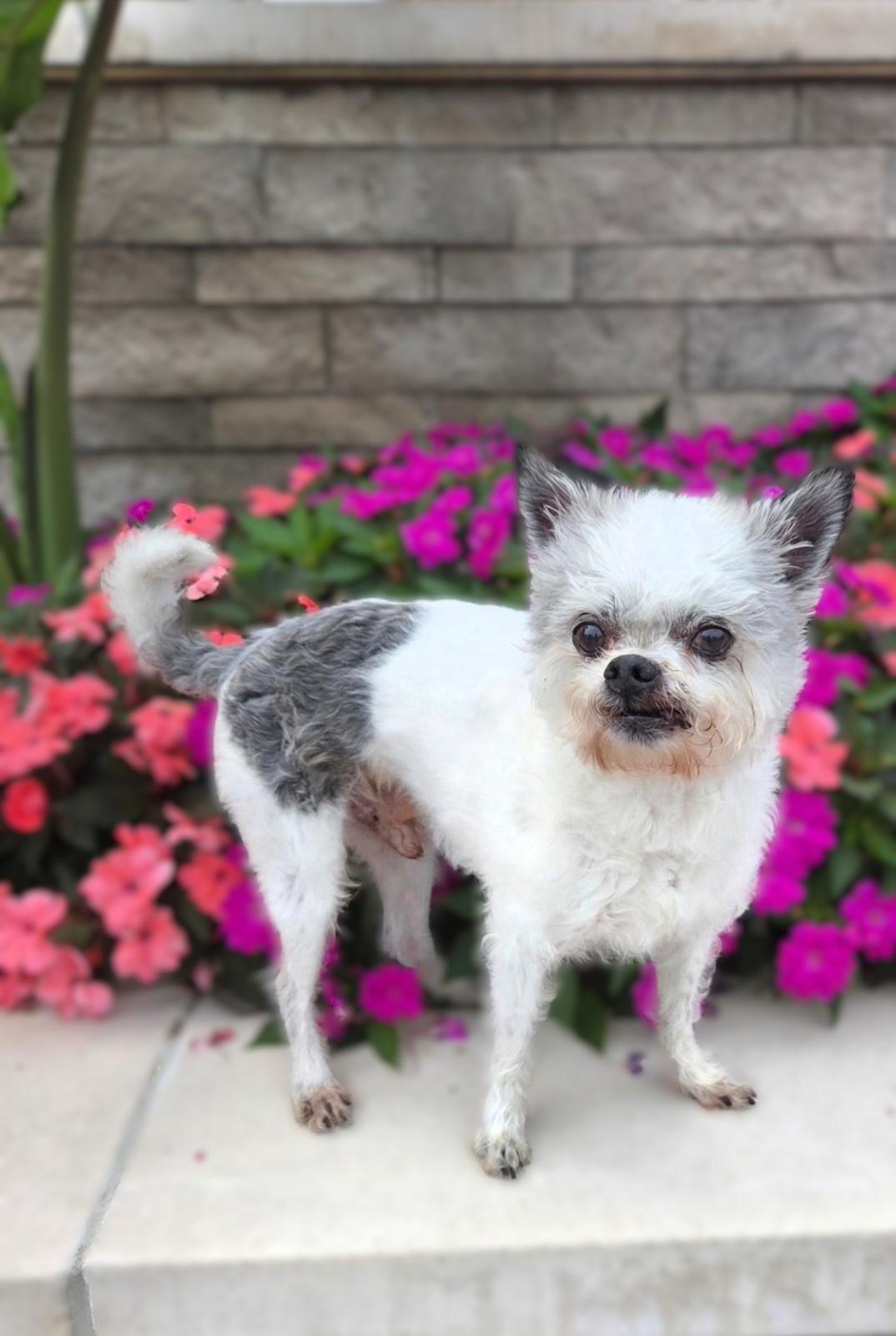 Tango, Adoptable, Adult Male Chihuahua & Terrier.