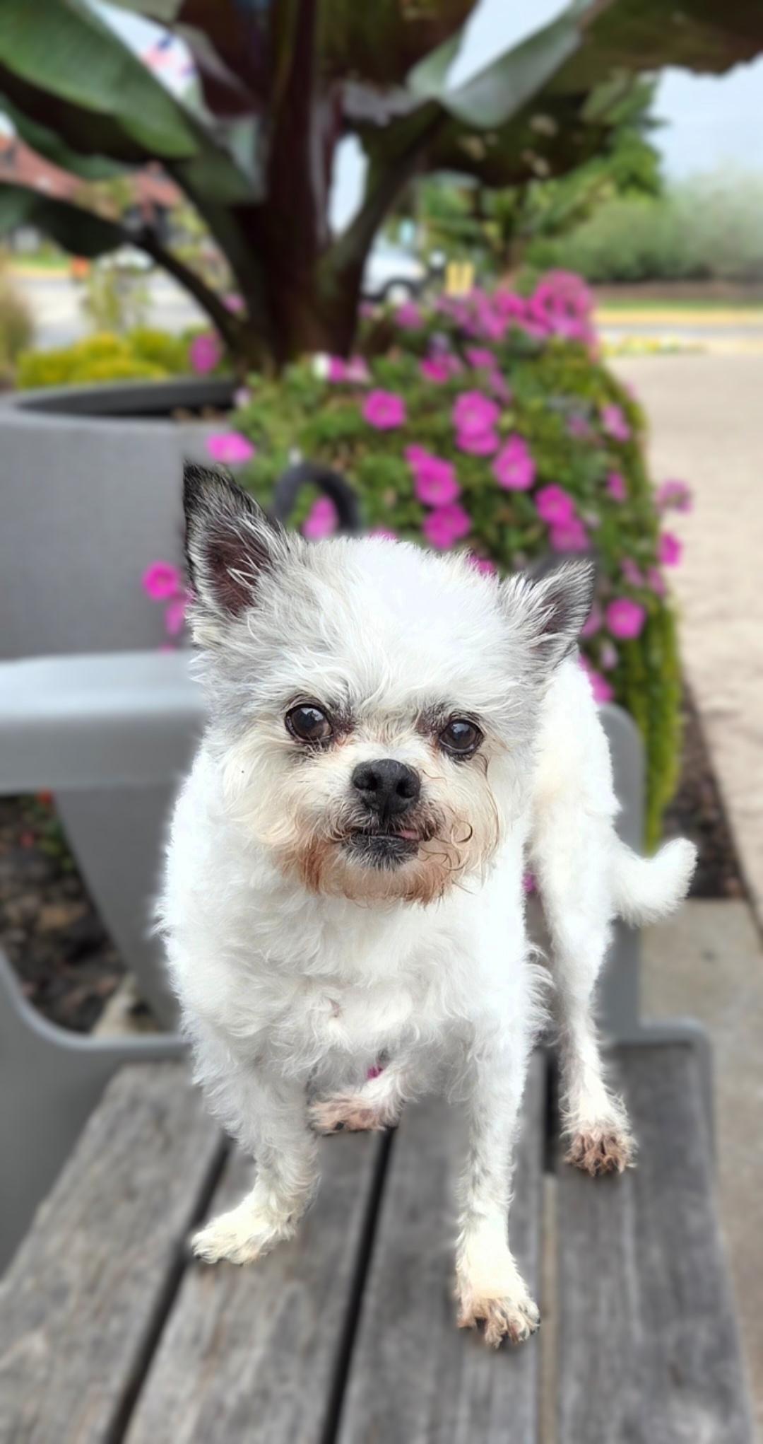 Tango, a Adoptable mixed breed in Bridgeton, MO image 2/5