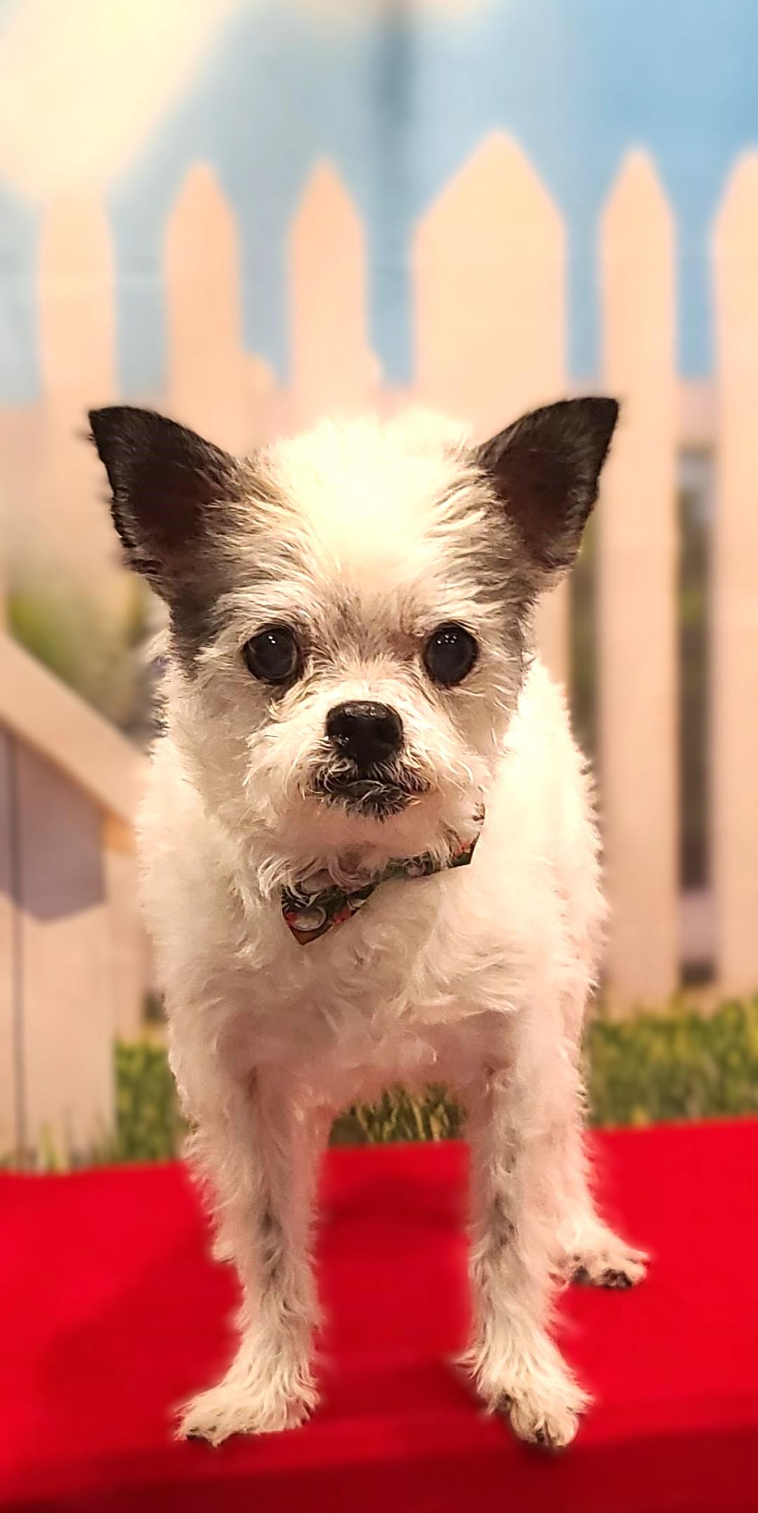 Tango, a Adoptable mixed breed in Bridgeton, MO image 3/5