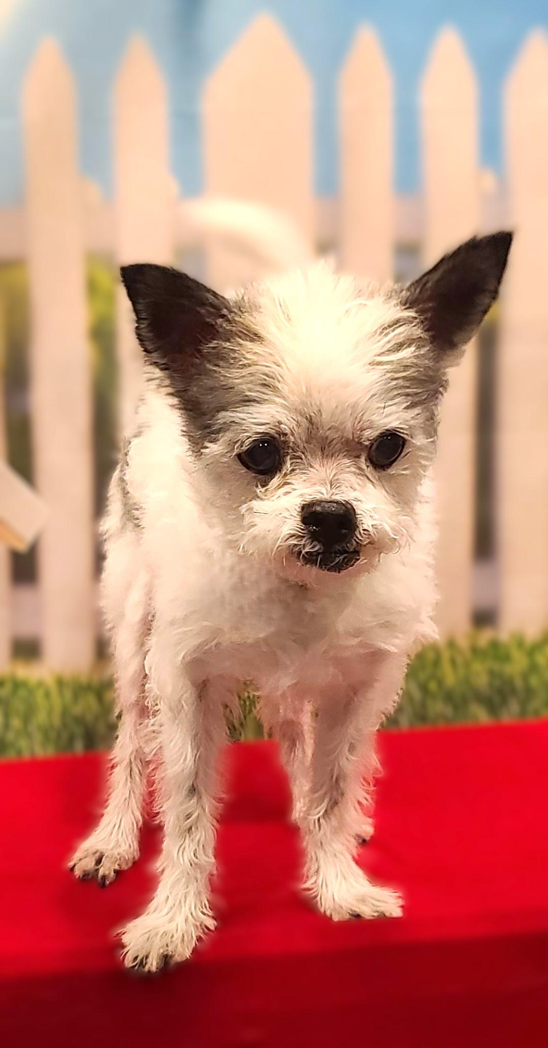 Tango, a Adoptable mixed breed in Bridgeton, MO image 4/5