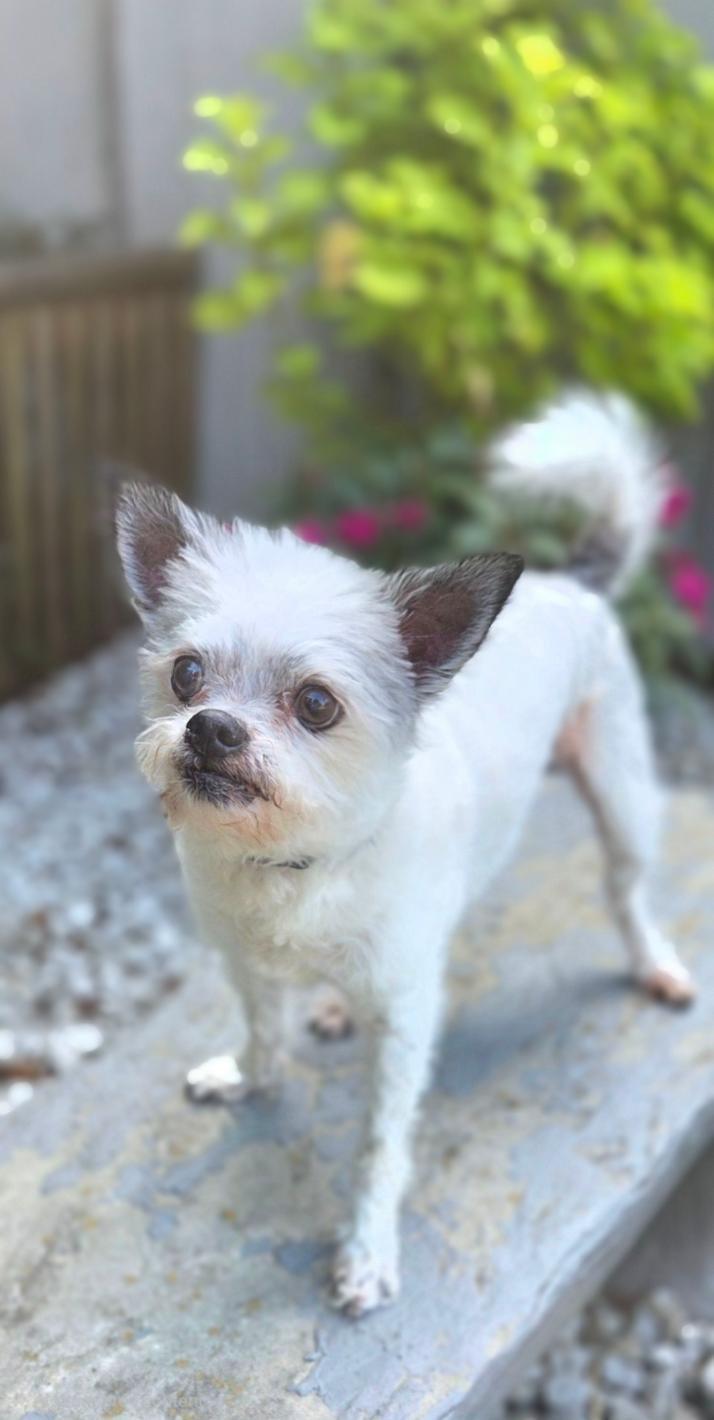 Tango, Adoptable, Adult Male Chihuahua & Terrier.