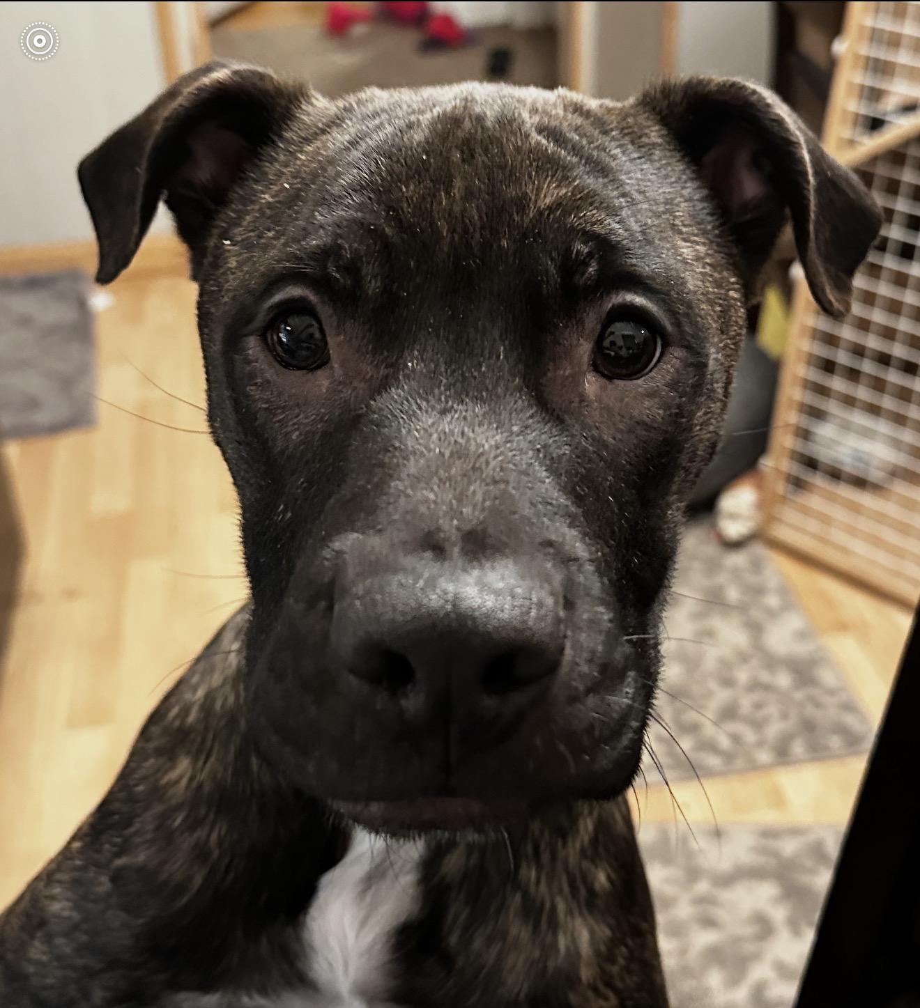 Machi, Adoptable, Puppy Male Pit Bull Terrier & Boxer.