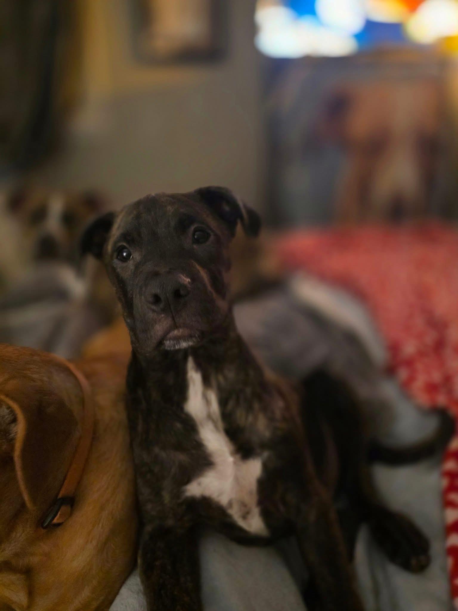 Machi, a Adoptable mixed breed in Grand Haven, MI image 1/4