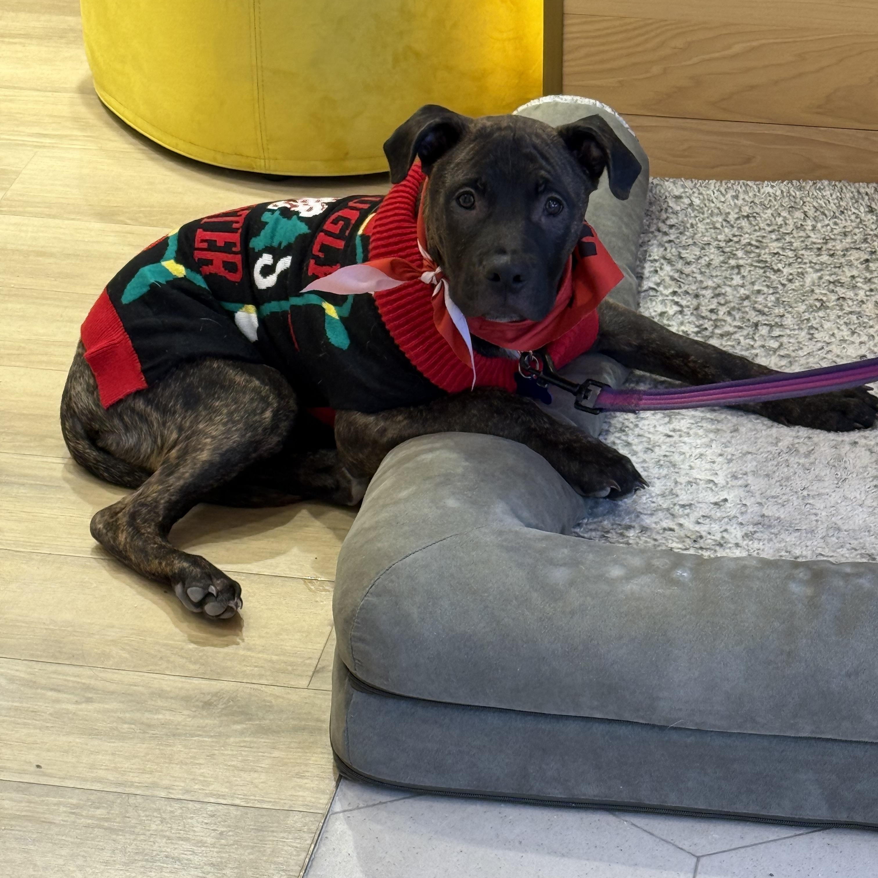 Enlarge Machi, a Adoptable mixed breed in Grand Haven, MI image 3/4