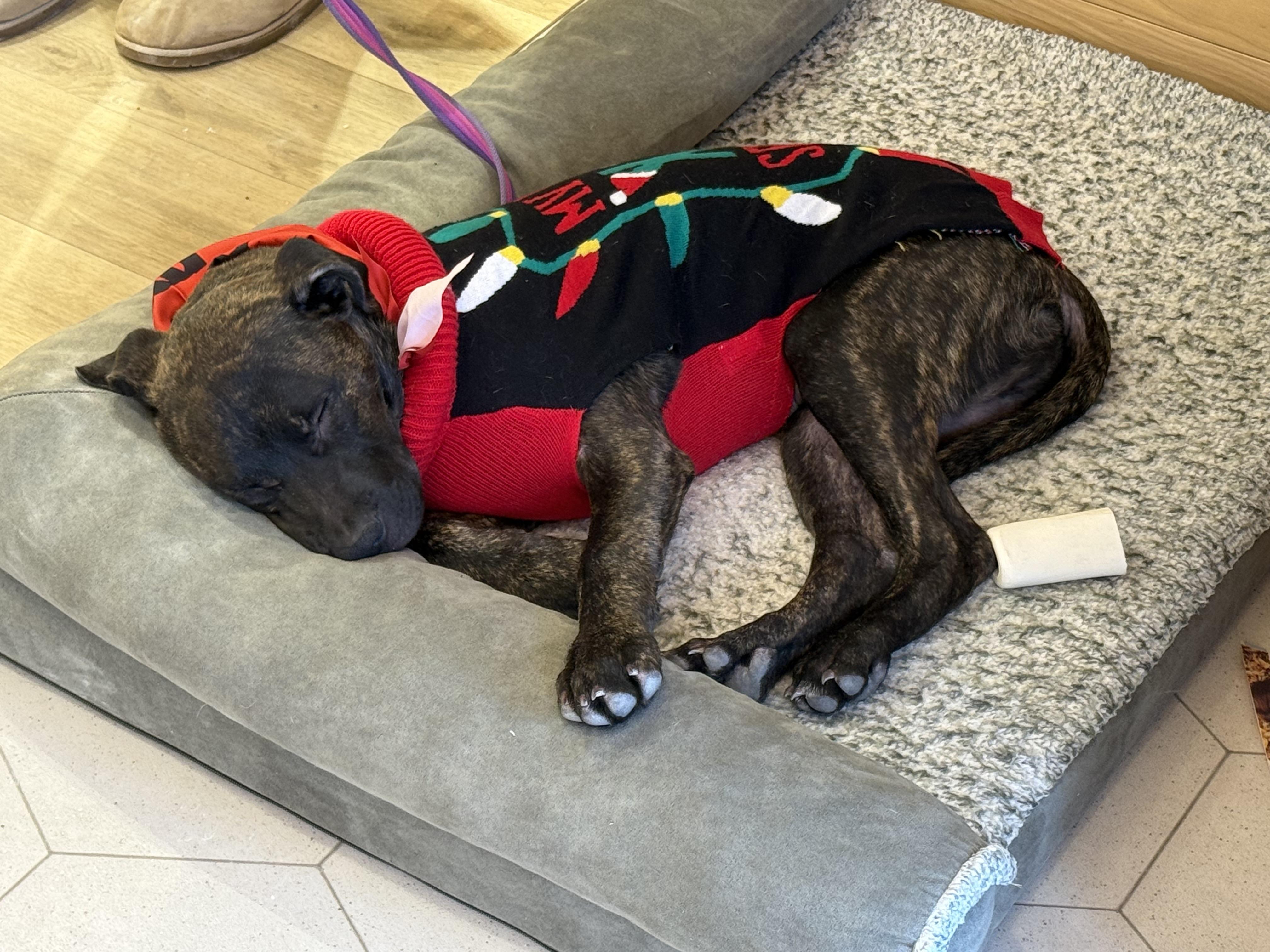 Enlarge Machi, a Adoptable mixed breed in Grand Haven, MI image 2/4