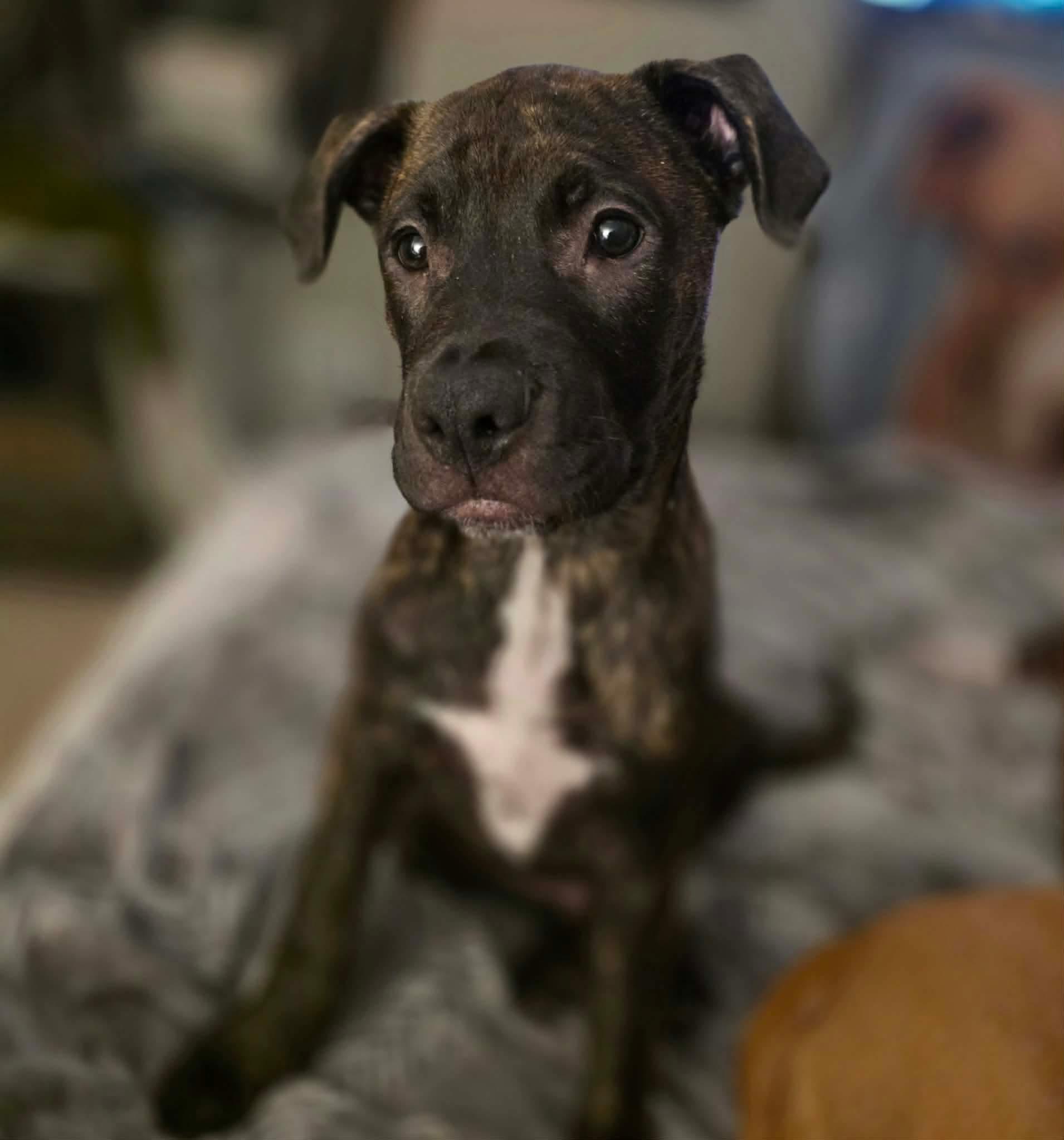 Machi, a Adoptable mixed breed in Grand Haven, MI image 2/4