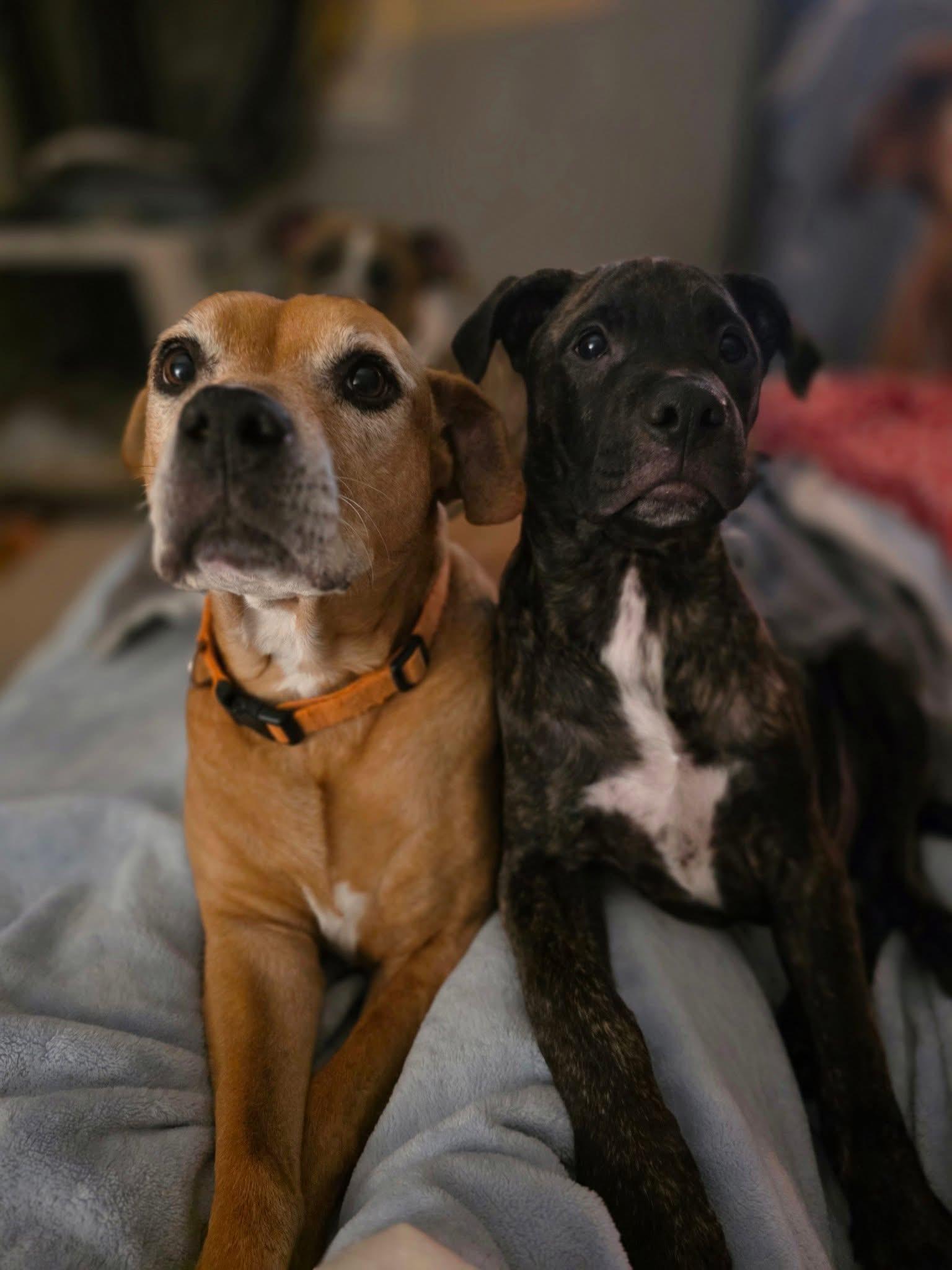 Machi, a Adoptable mixed breed in Grand Haven, MI image 3/4