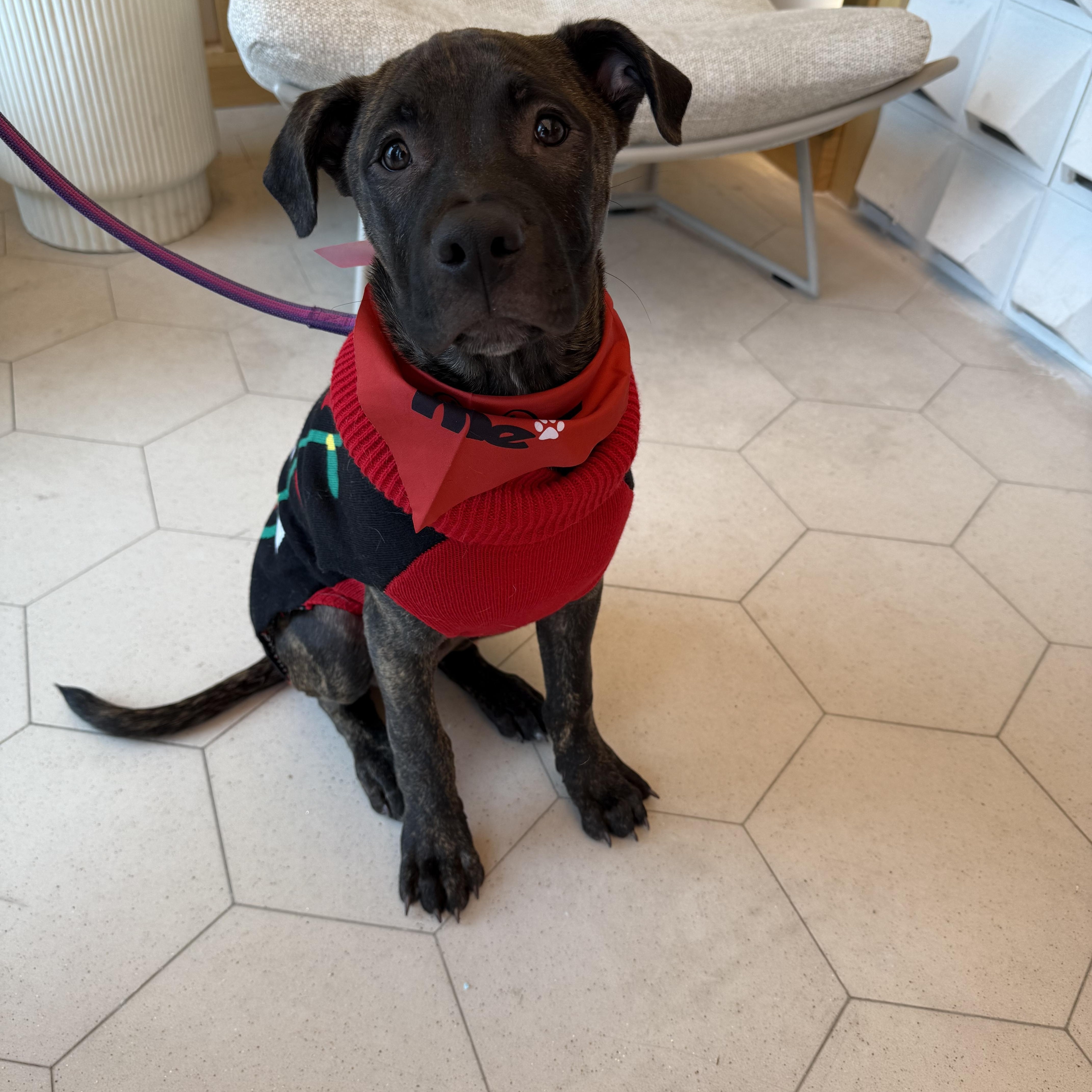 Machi, Adoptable, Puppy Male Pit Bull Terrier & Boxer.